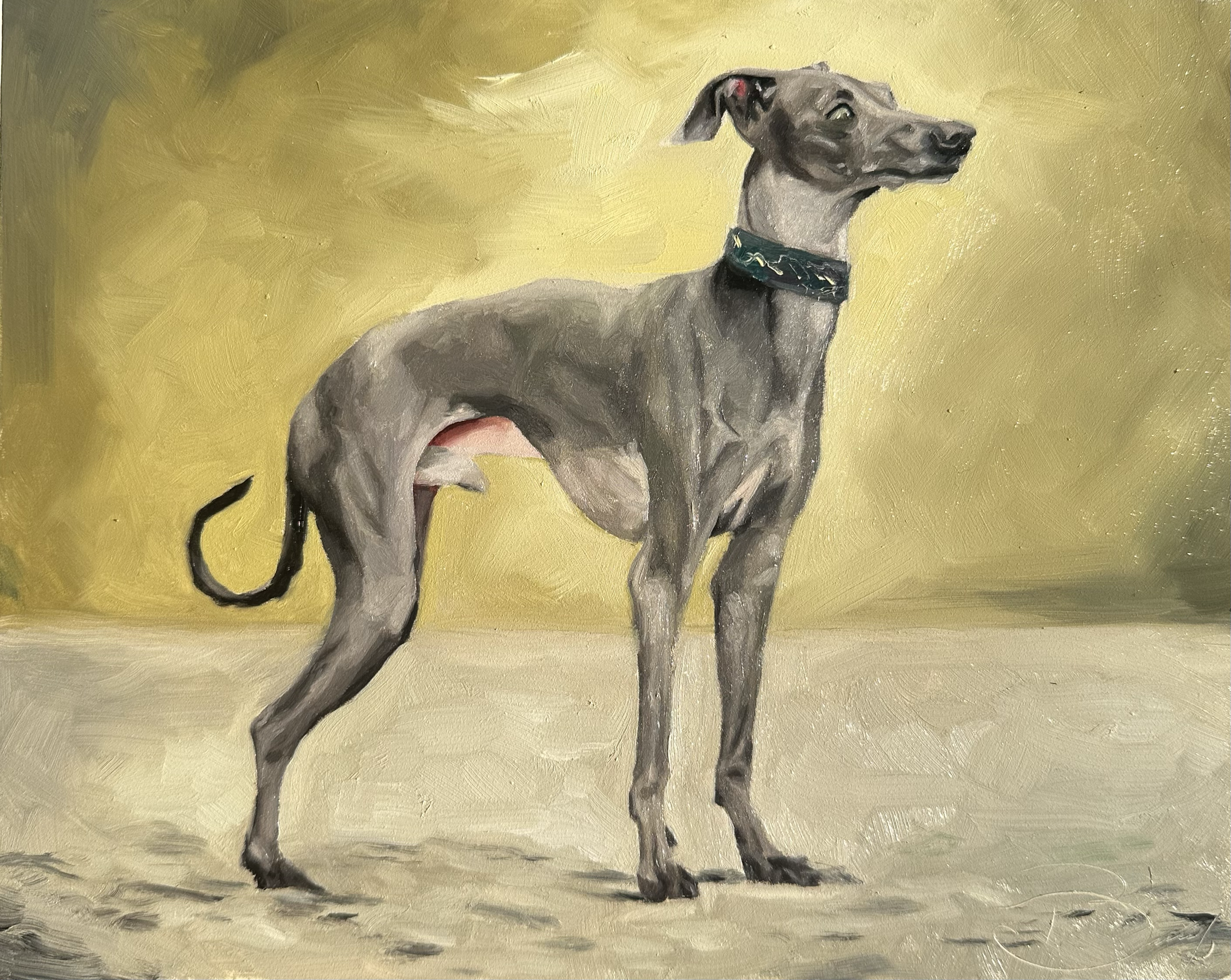3. Italian Greyhound