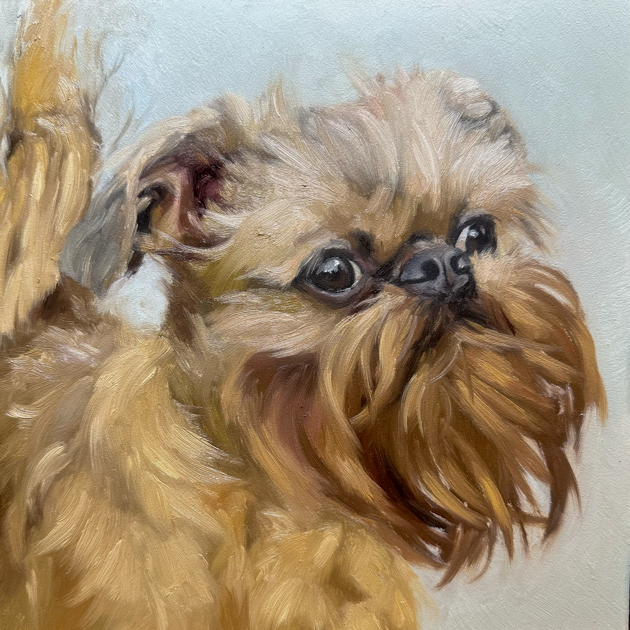10. Brussels Griffon