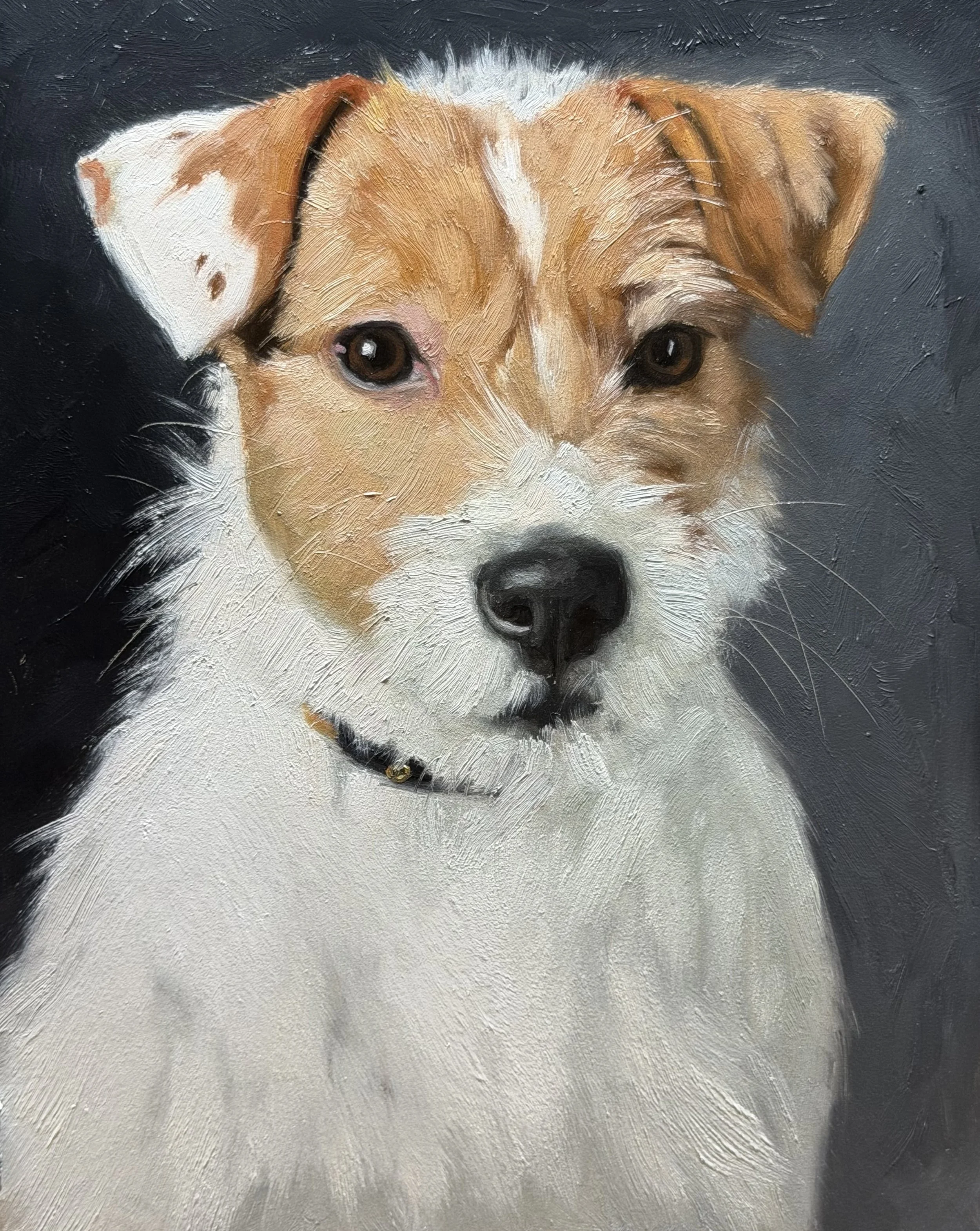 Parson Russell Terrier