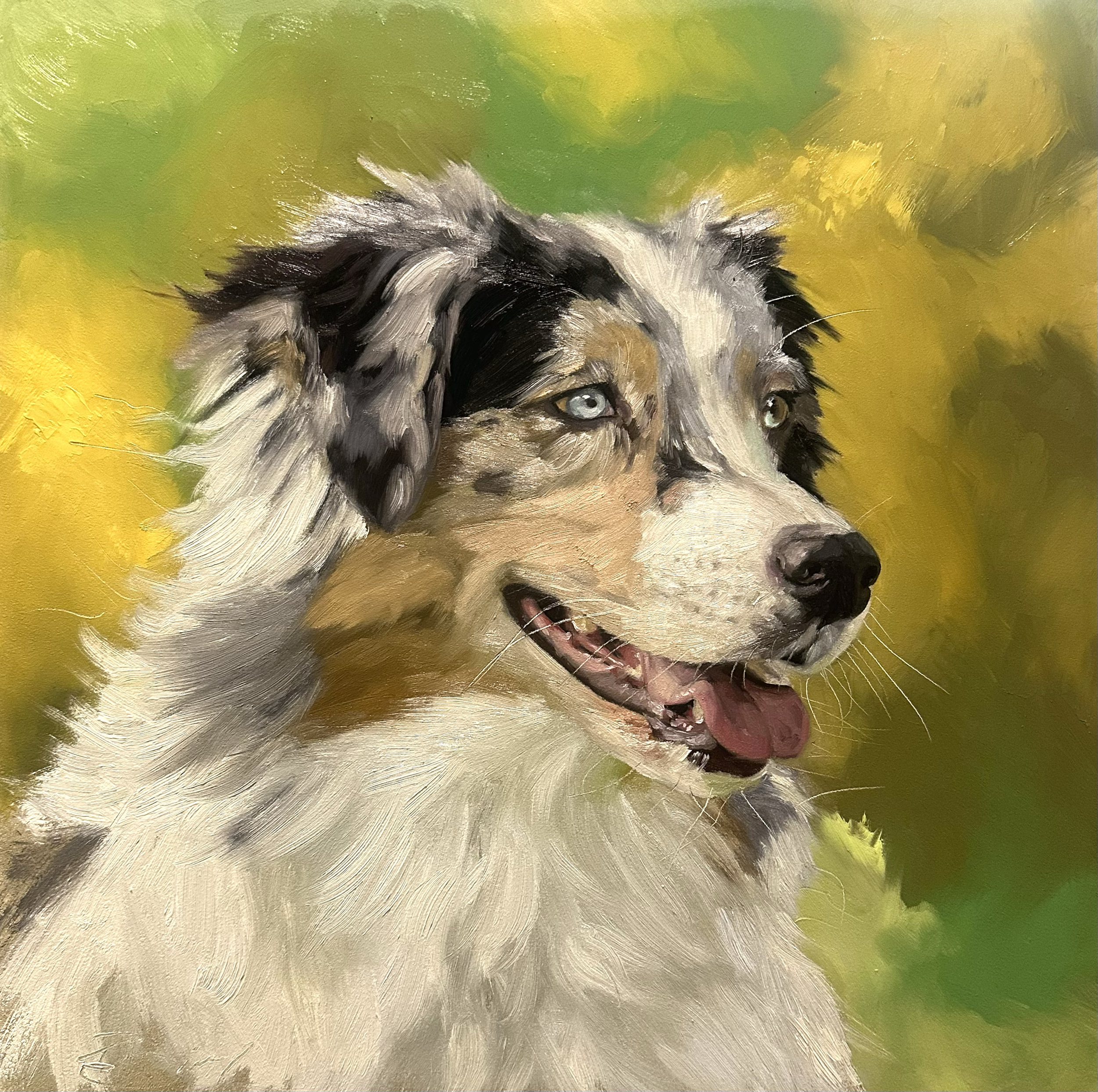2. Australian Shepherd
