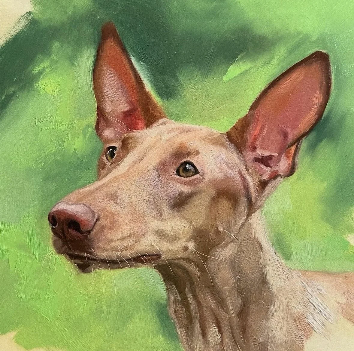 7. Pharaoh Hound