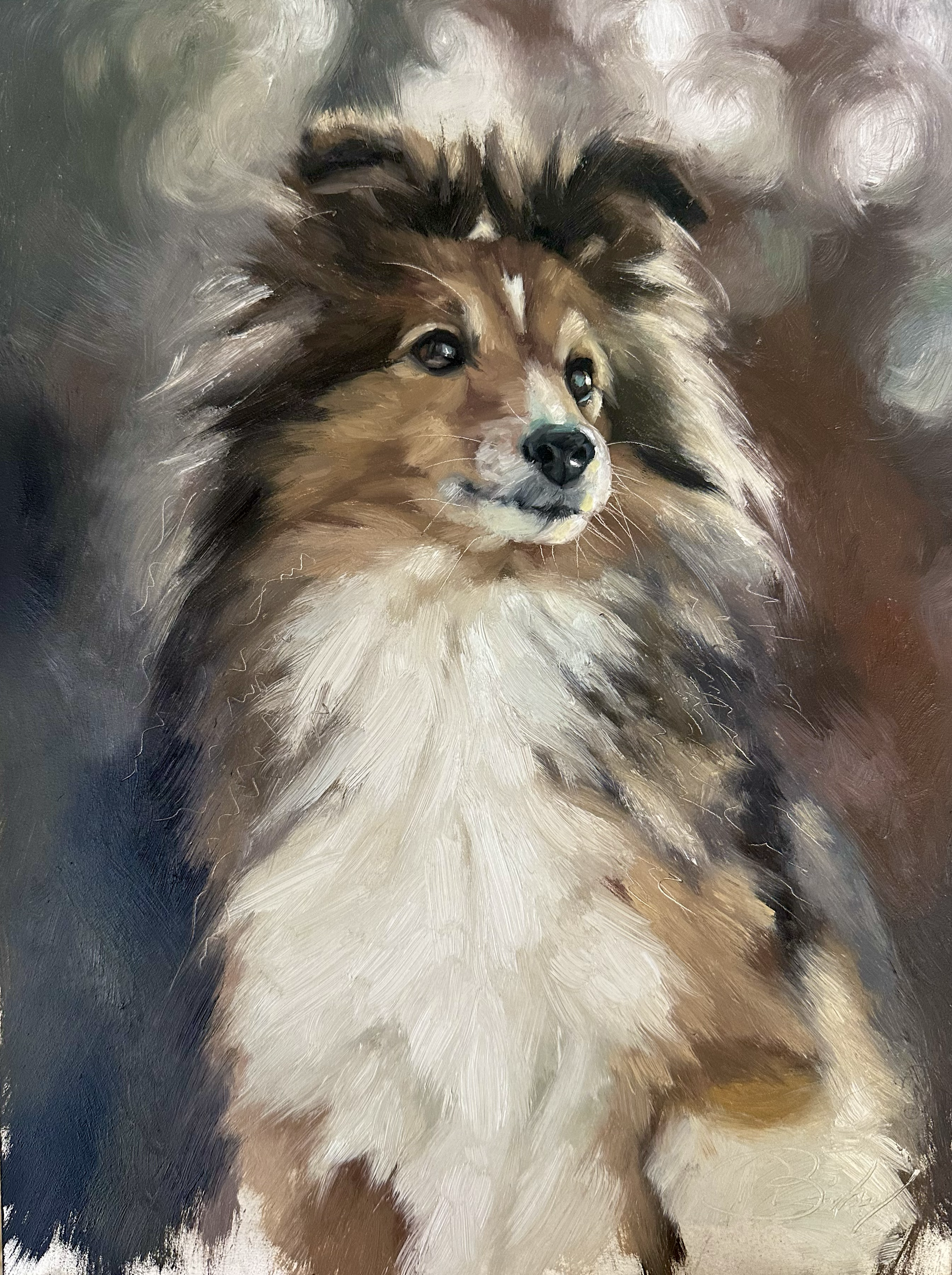 11. Shetland Sheepdog