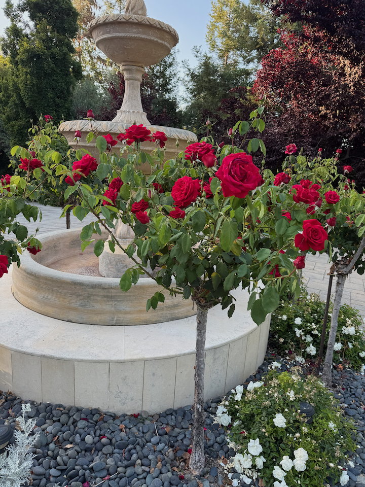 A garden scene with a decorative stone fountain and blooming red roses, surrounded by small white flowers and dark mulch, with trees in the background.