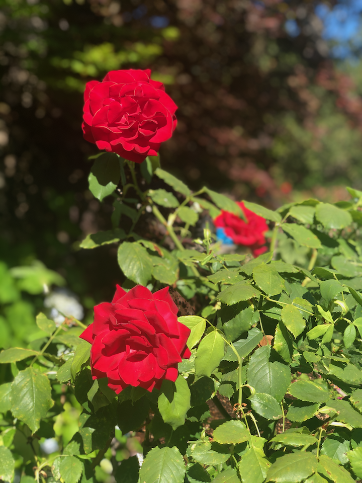 Two vibrant red roses blooming on a bush with green leaves, with a blurred background of other plants and a hint of sky.