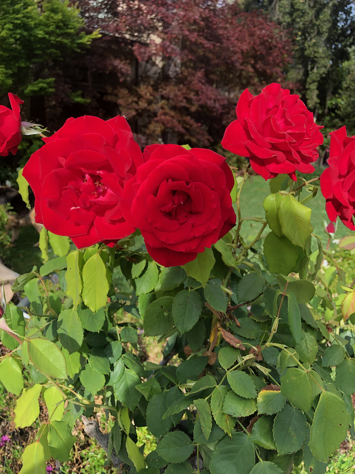 Red roses in bloom on a green leafy plant in a garden, with trees and a grassy background.
