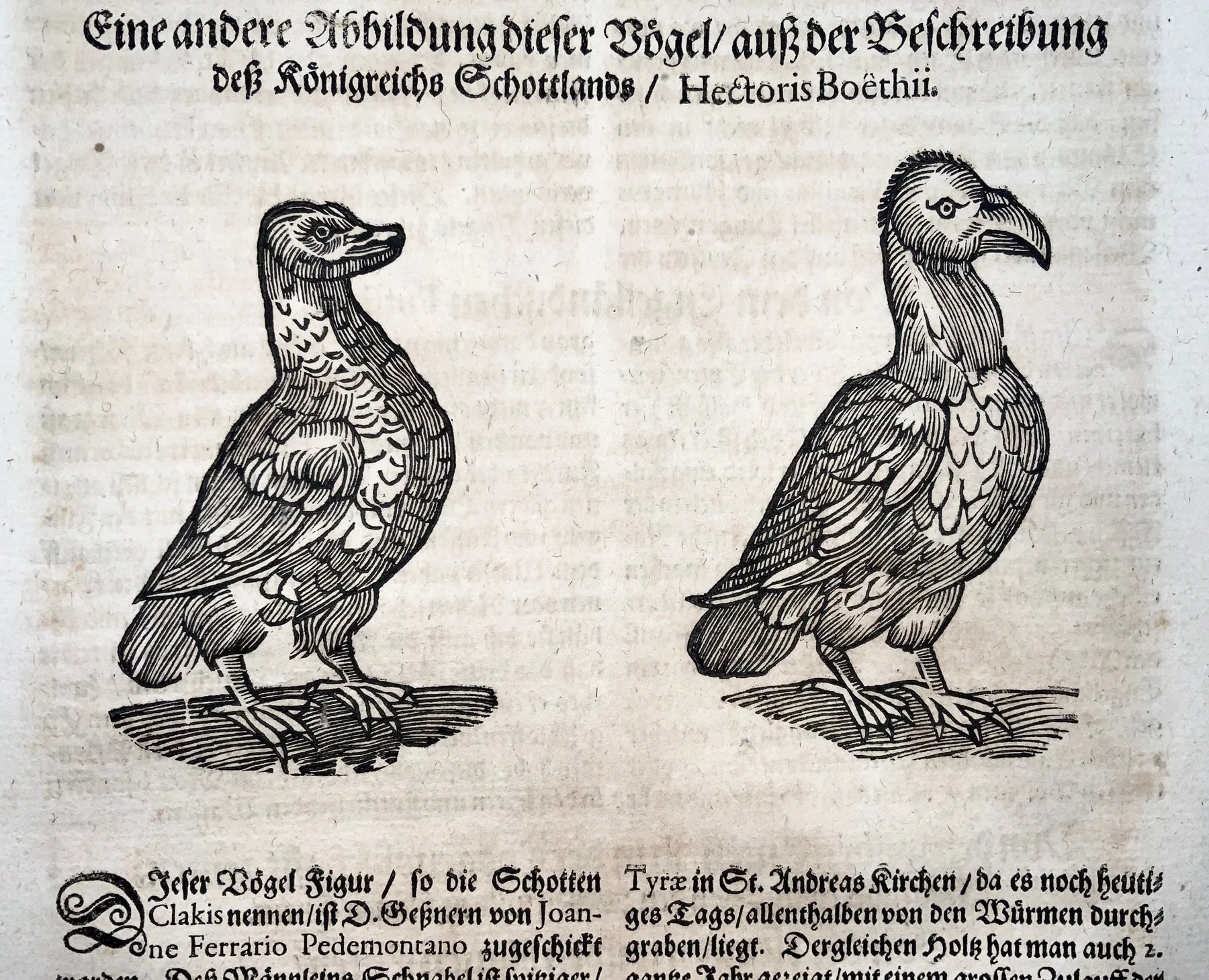 Gesner Duck 5.jpg