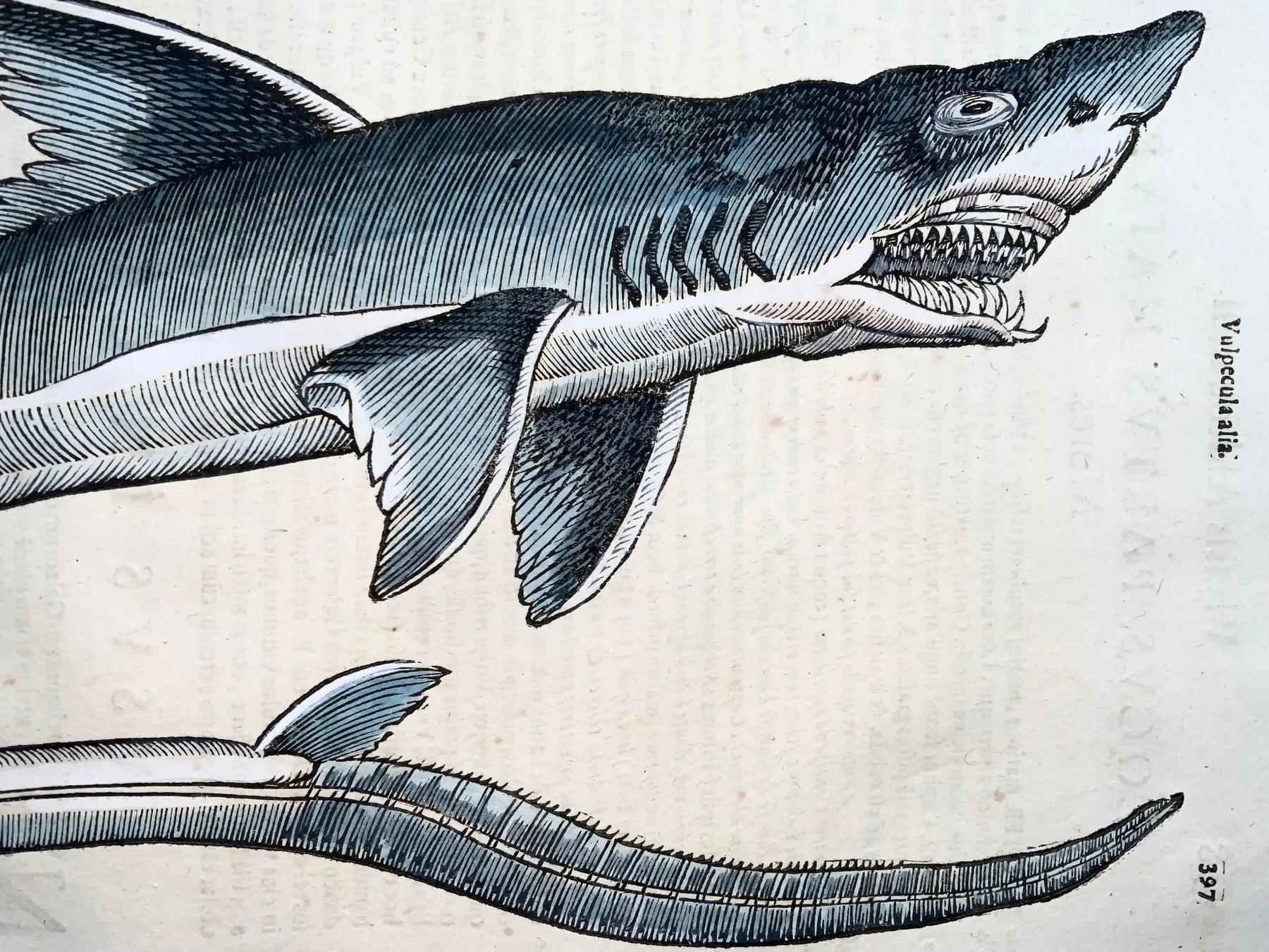 Coriolano (b.1540), Aldrovandi; Fish: Thresher Shark, folio with hand coloured woodcut - 1638