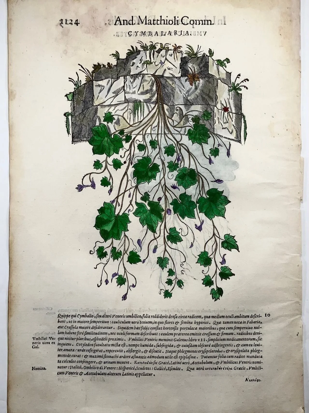 A quiet miracle of the Renaissance 🌿✨
This hand-colored ivy engraving by Liberale da Verona reminds us how early artists studied nature with devotion and precision&mdash;each vein, tendril, and root rendered by hand, centuries before photography.

P