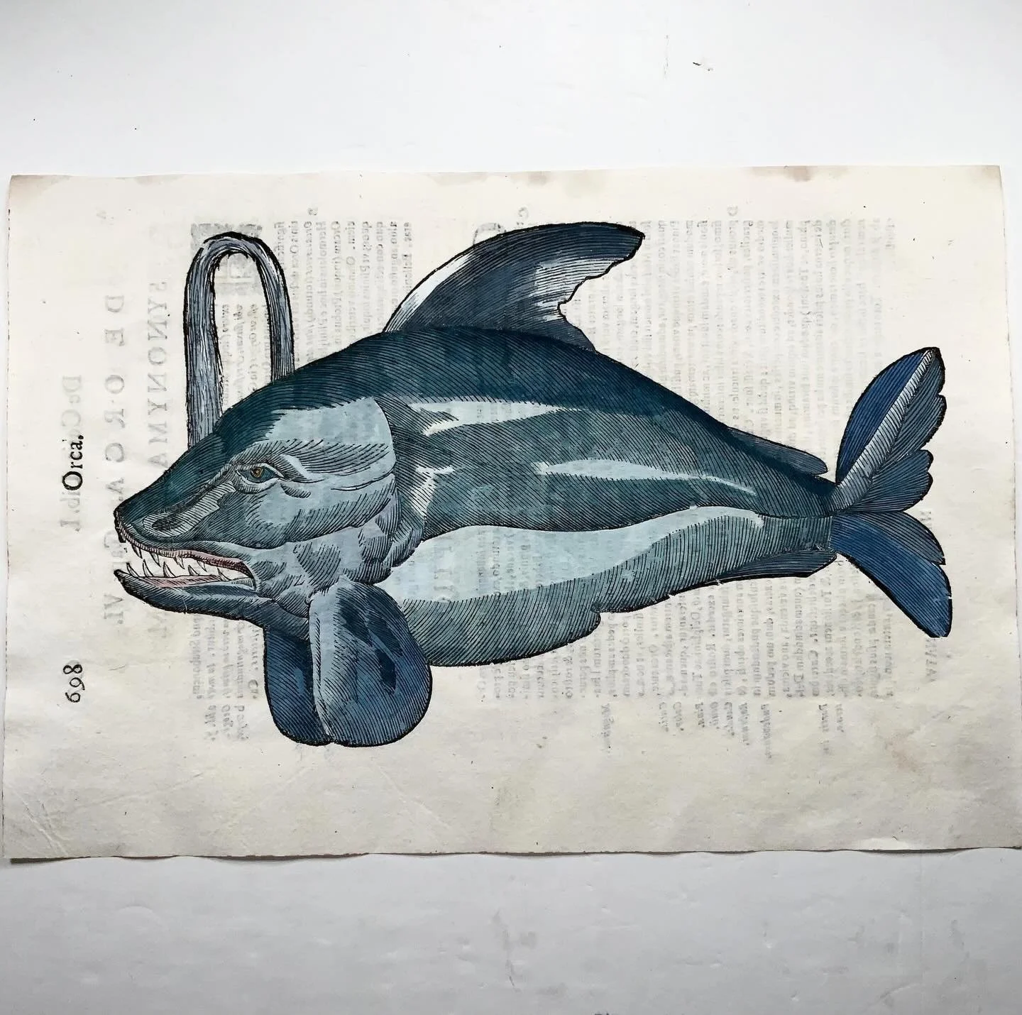 An orca&hellip; or a sea monster? 🌊🐋

This dramatic image is titled De Orca, from De Cetis (Bologna, 1613) &mdash; part of the monumental natural history of Ulisse Aldrovandi. Engraved by Giovanni Battista Coriolano, this early 17th-century copperp