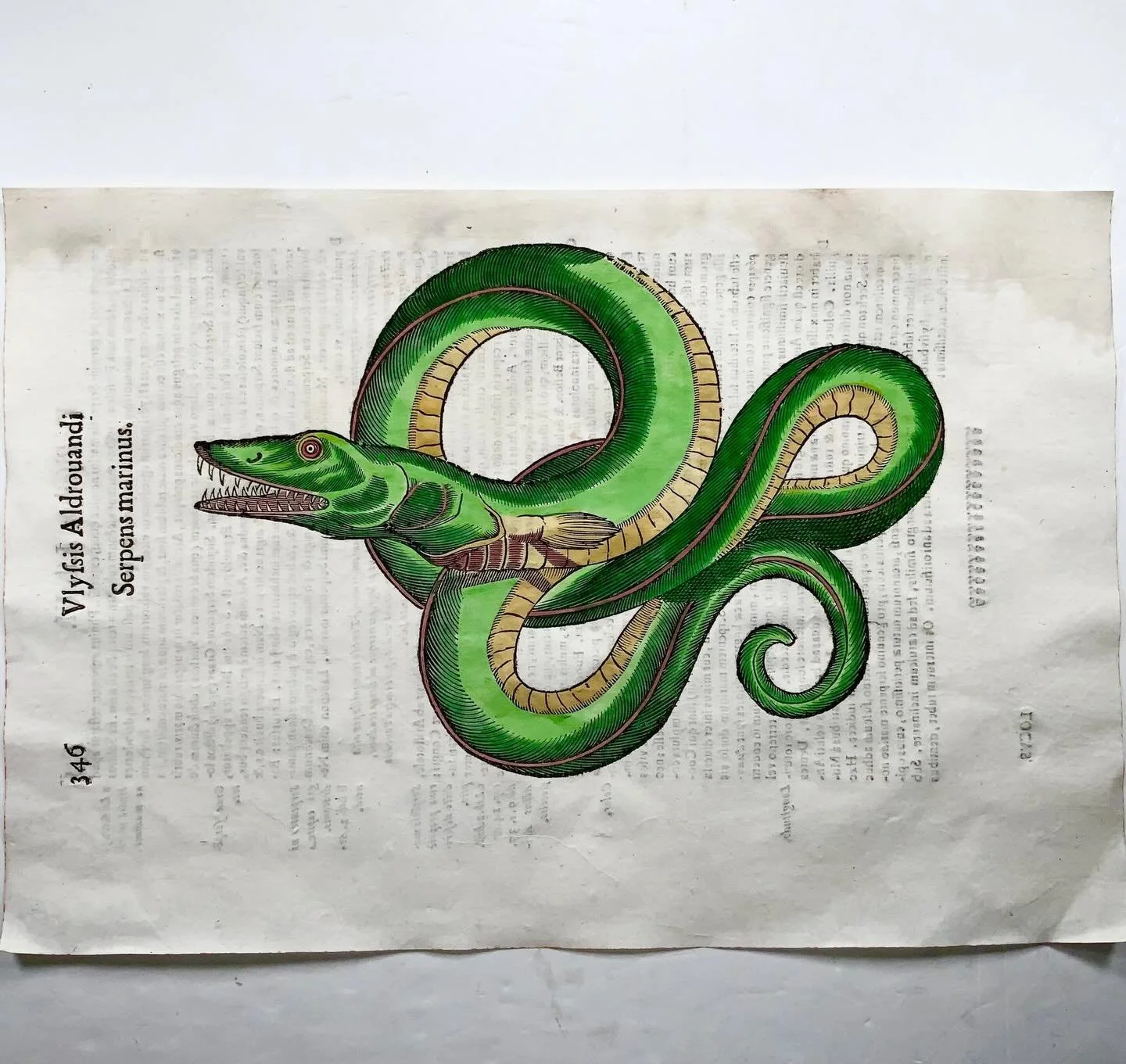 The world&rsquo;s first horror artists were scientists. 🐉

Sea dragons. Ocean serpents. Deep water monsters. All drawn from life in 1638 &mdash; hand-colored, folio-sized, nearly 400 years old.

Find us at the Lucky Leprechaun Oddities Market this S