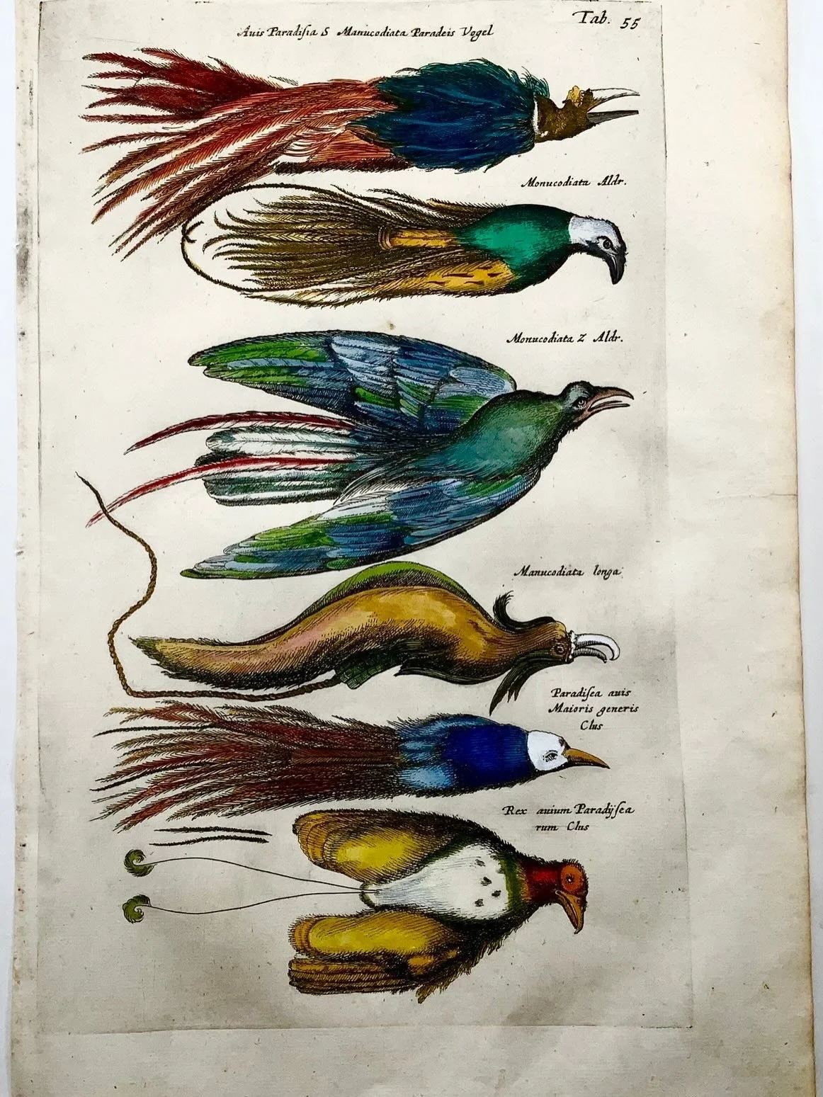In the early 17th century, Europeans had never seen a Bird of Paradise alive. What arrived from New Guinea were legless trade skins, stripped of feet before export, and so naturalists like Aldrovandi concluded these creatures never landed, never rest