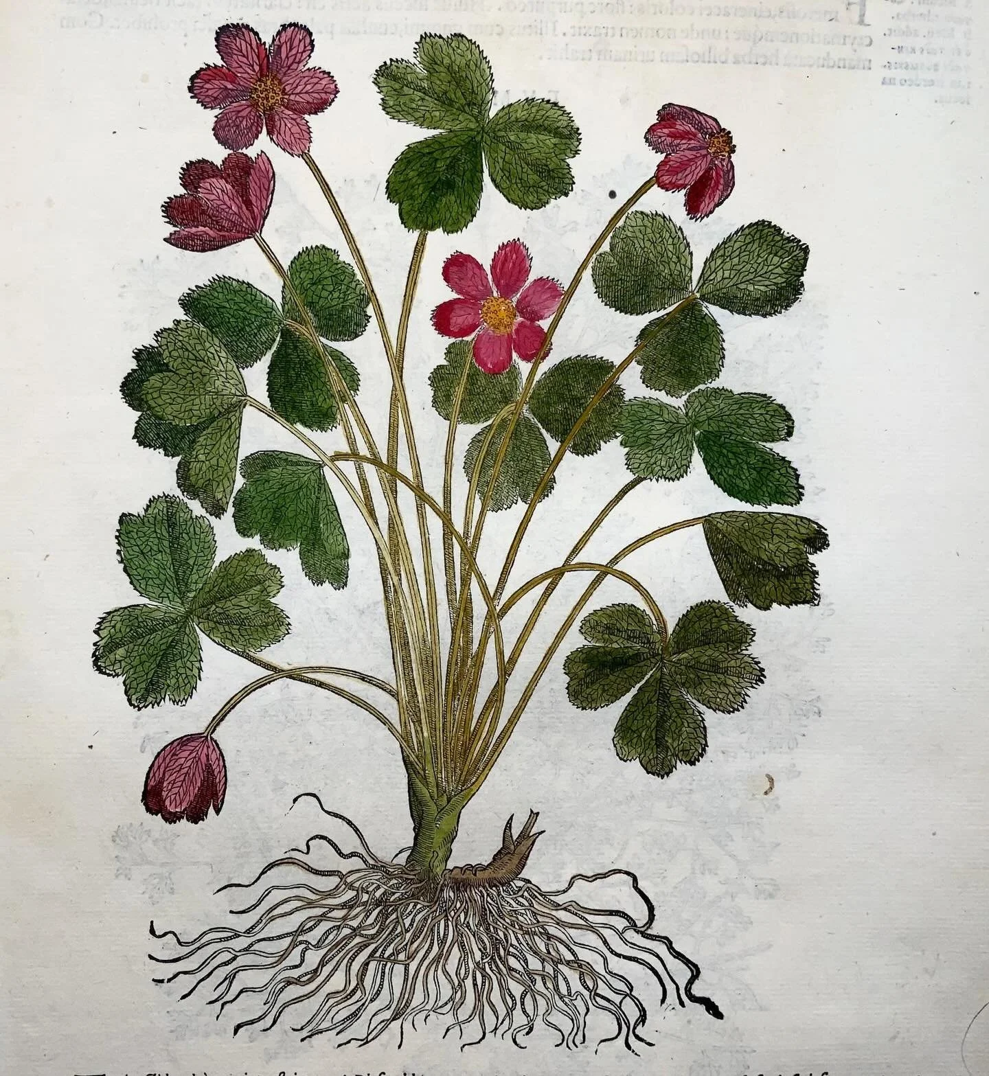 🌿🕊️✝️🌸Before Easter was chocolate and pastel cellophane, spring was something older and more serious. A world pulling itself out of darkness, back into color, back into life. The physicians and naturalists of Renaissance Europe understood this. Th