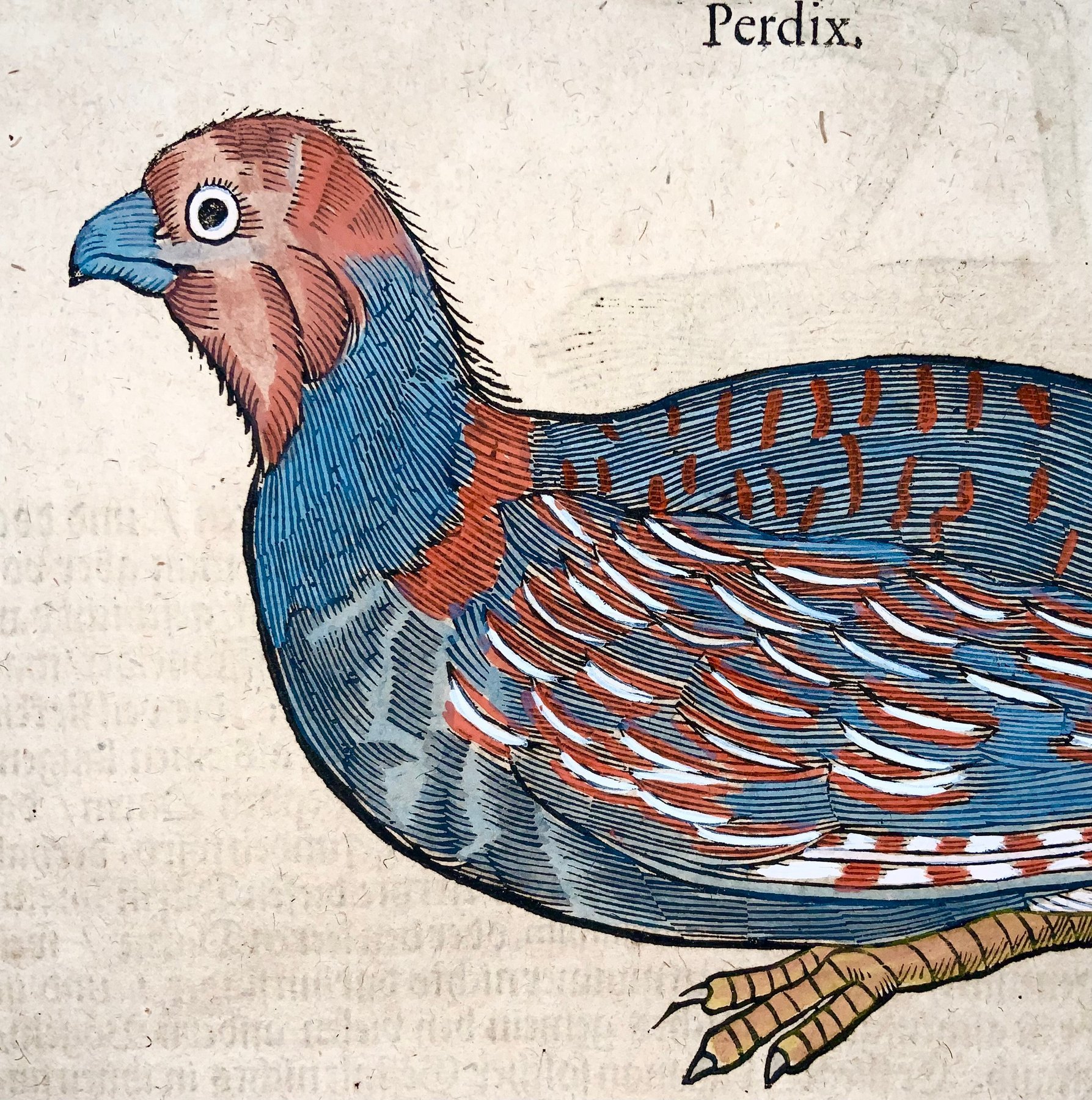 Conrad Gesner [1516-1565] - Partridge, Plover, ornithology, folio with 2 woodcuts - 1669