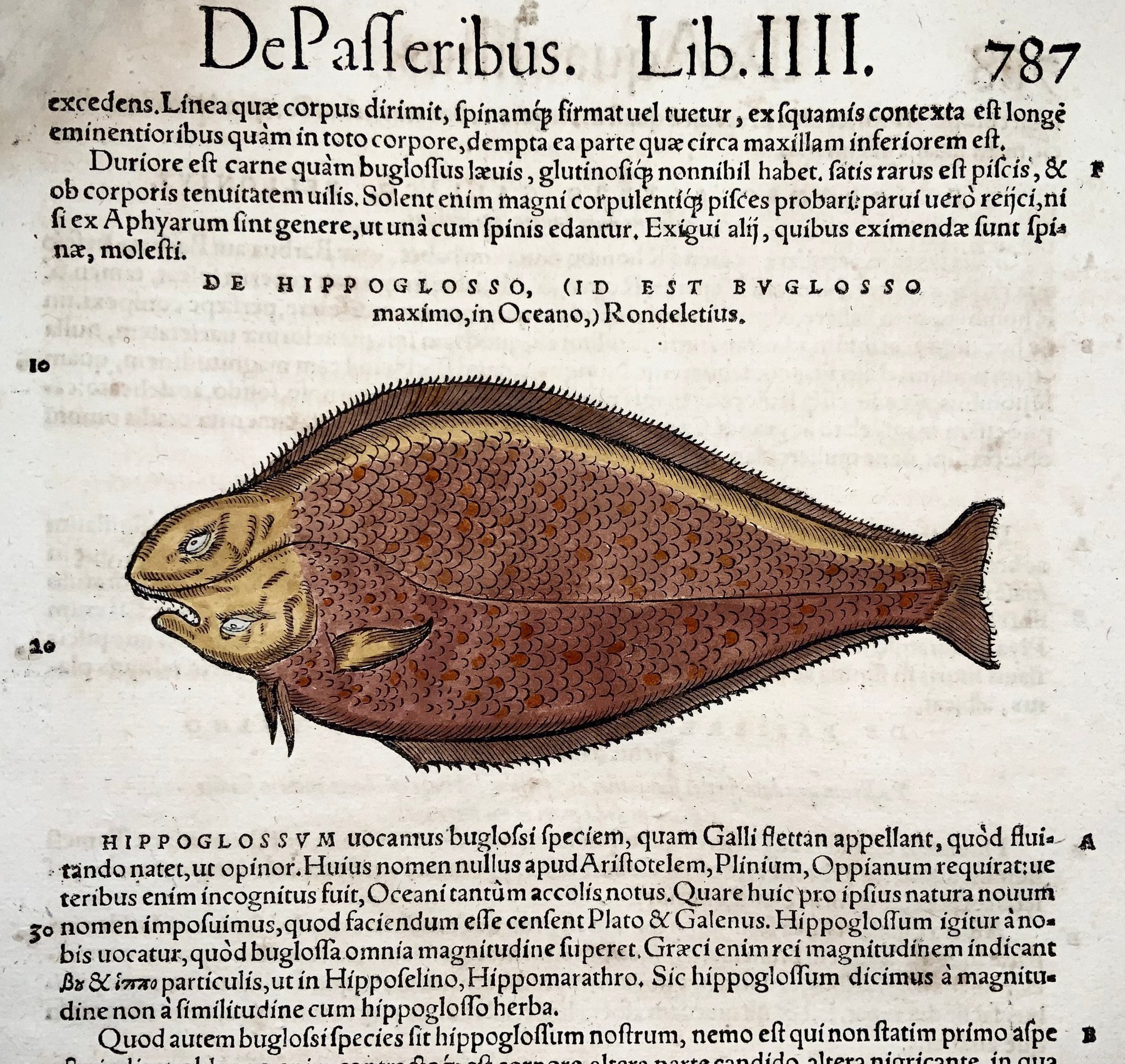 Conrad Gesner [Konrad Gessner] 1516-1565: Fishbuch: Halibut, Flatfish - Folio with woodcuts - 1620