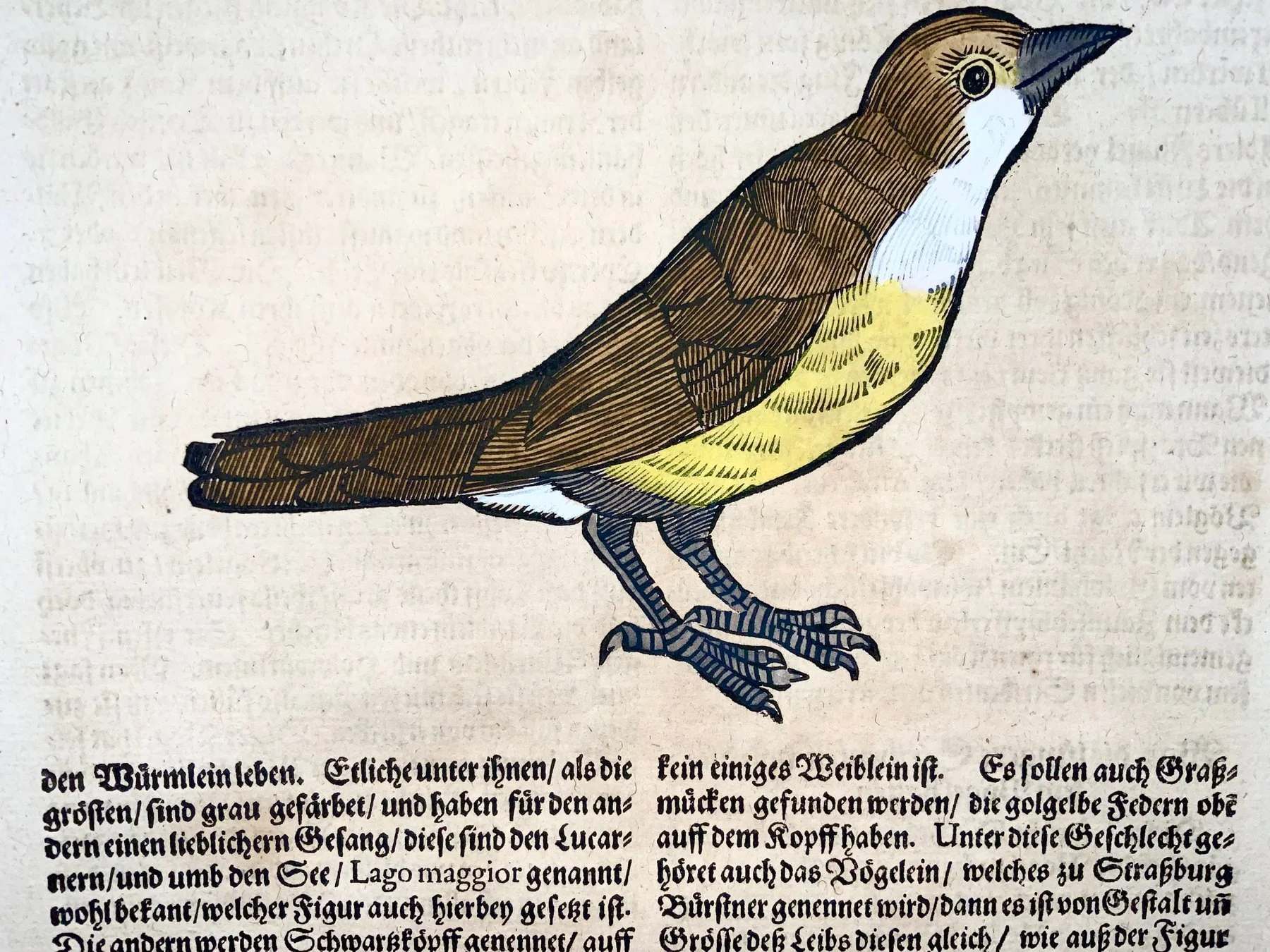 Conrad Gesner [1516-1565] - Whitethroat, Goldcrest, ornithology, folio with 2 woodcuts - 1669