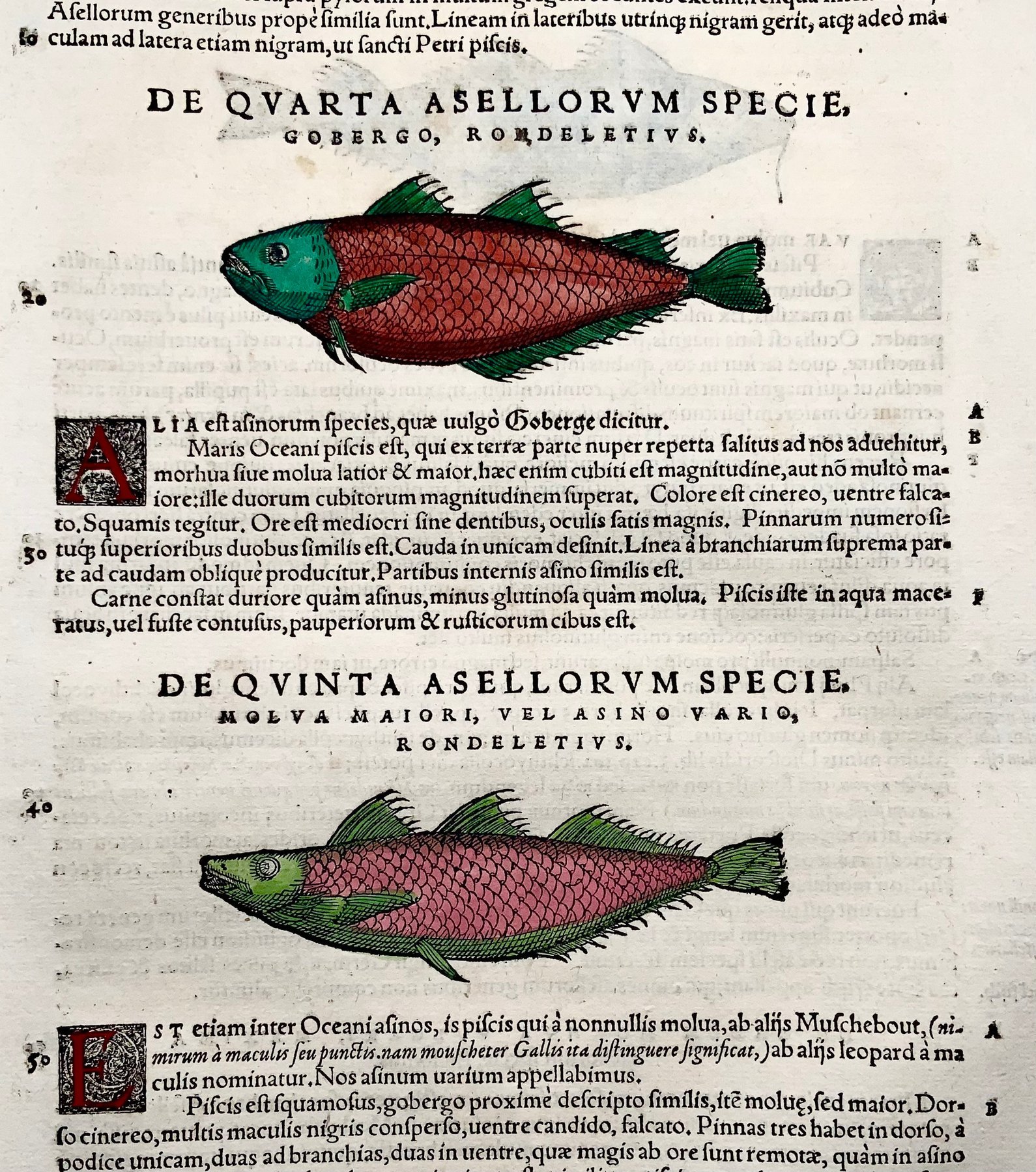 Conrad Gesner [Konrad Gessner] 1516-1565: Fishbuch: Sea Fish - Folio with woodcuts - 1620