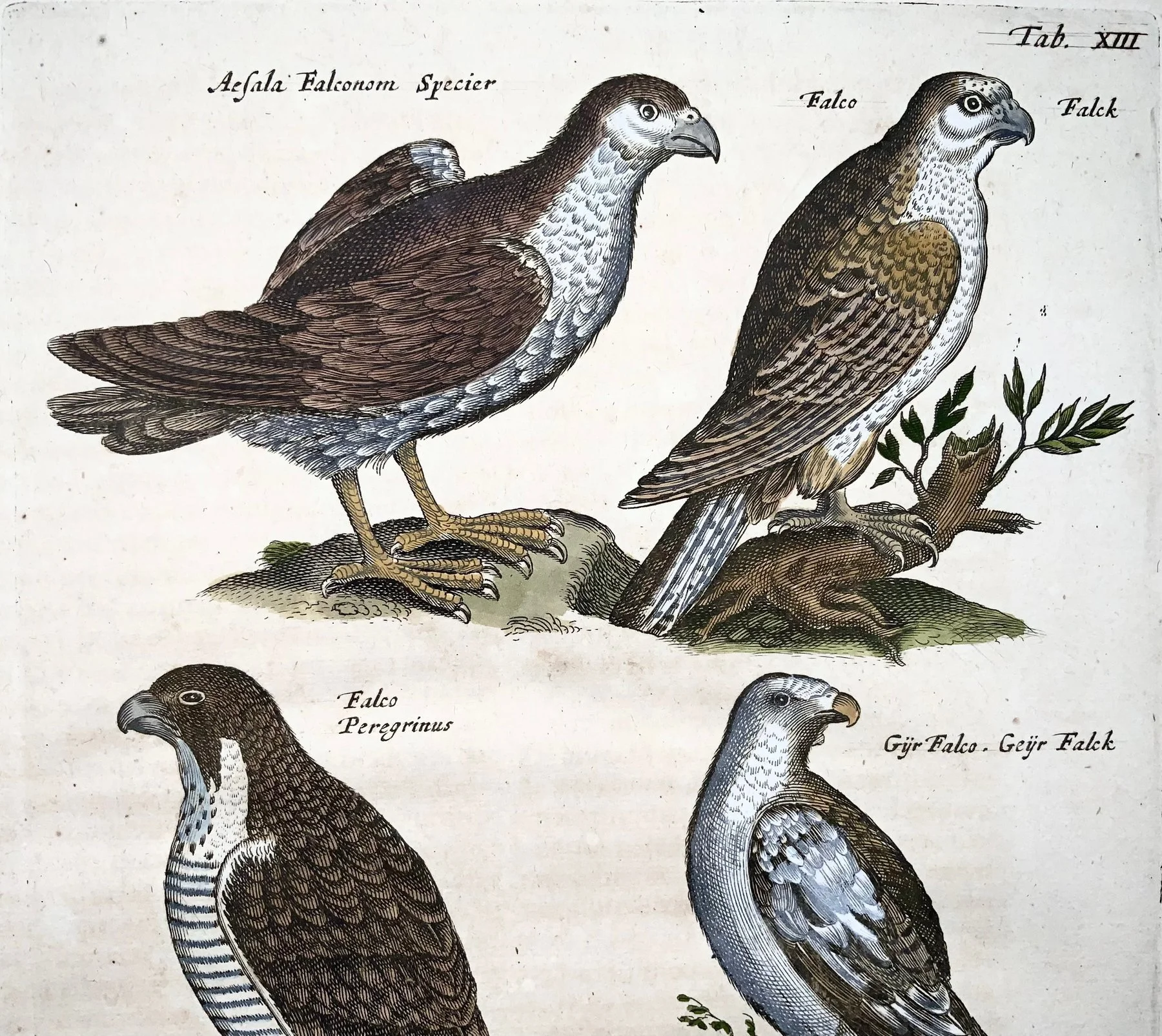Matthäus Merian (1593-1650) - hand coloured folio: Falcons, Birds of Prey - 1657