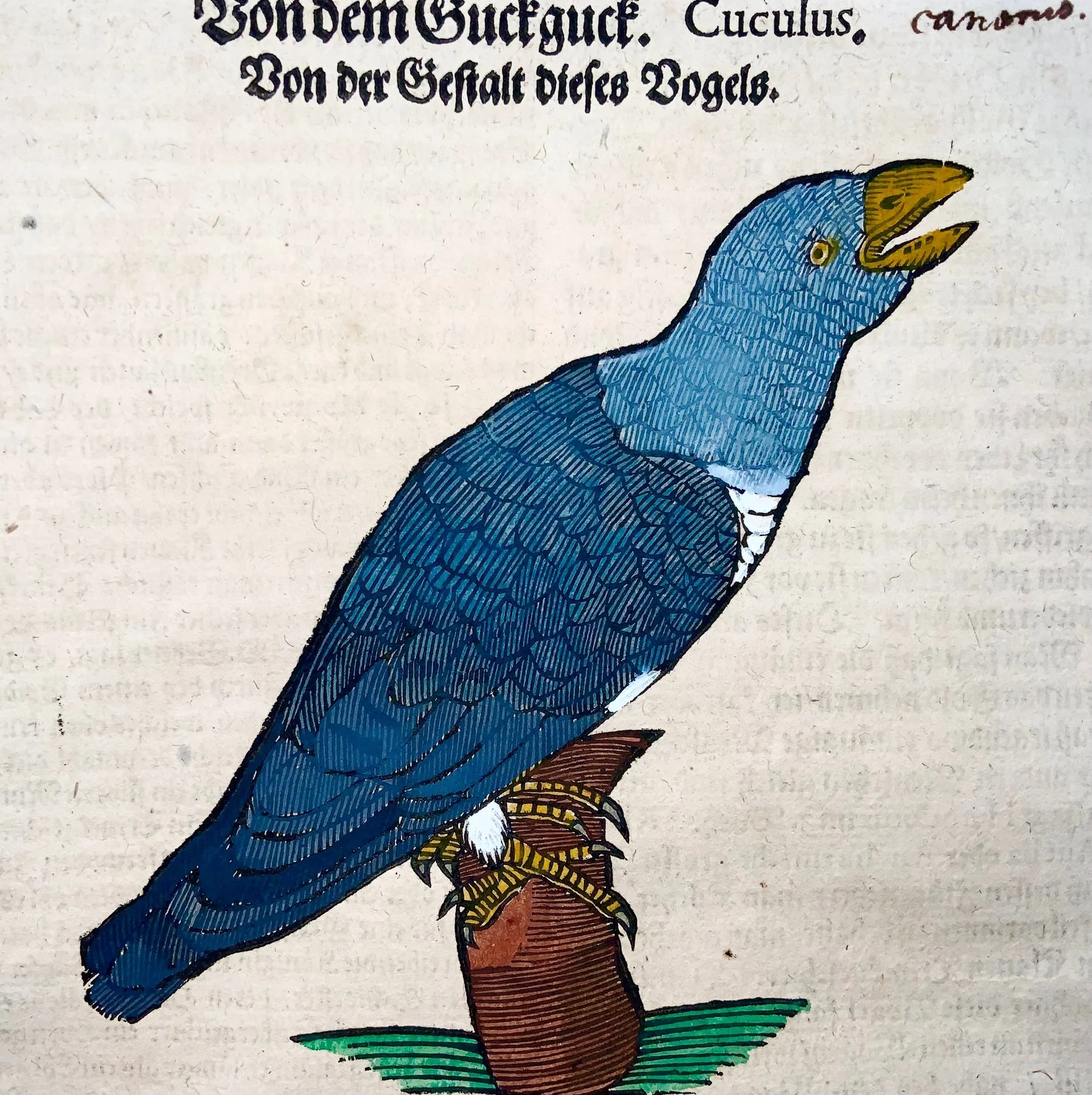 Conrad Gesner [1516-1565] - Cuckoo, ornithology, folio with woodcut - 1669