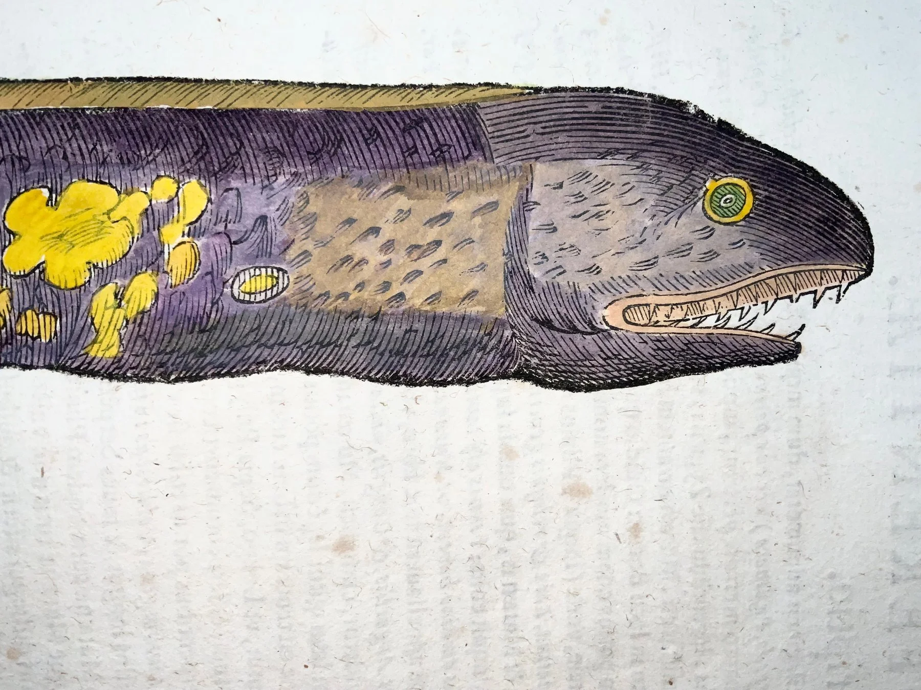 Moray Eel 4.jpg