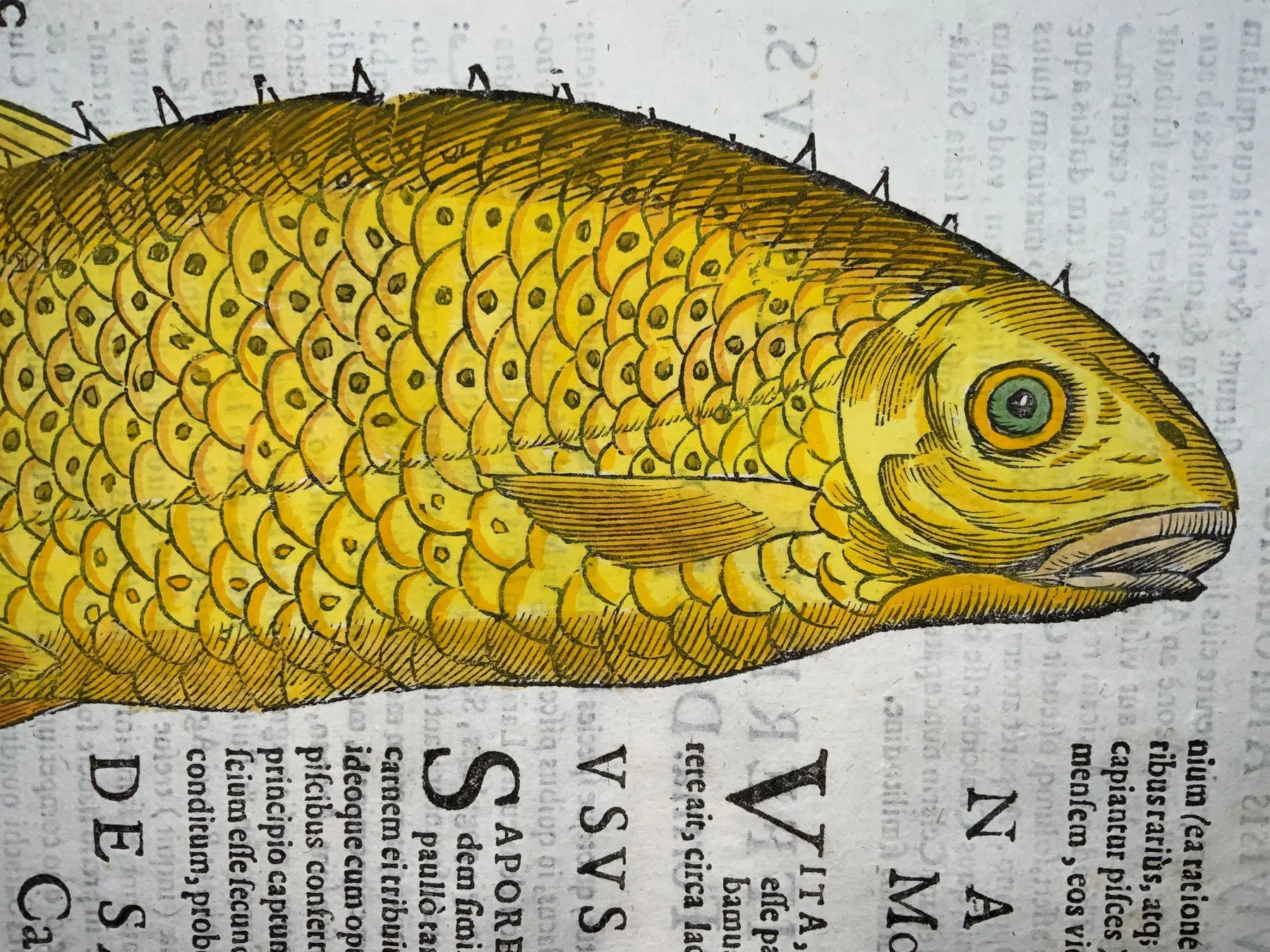 Coriolano (b.1540), Aldrovandi; Fish: Golden Carp, folio with hand coloured woodcut - 1638