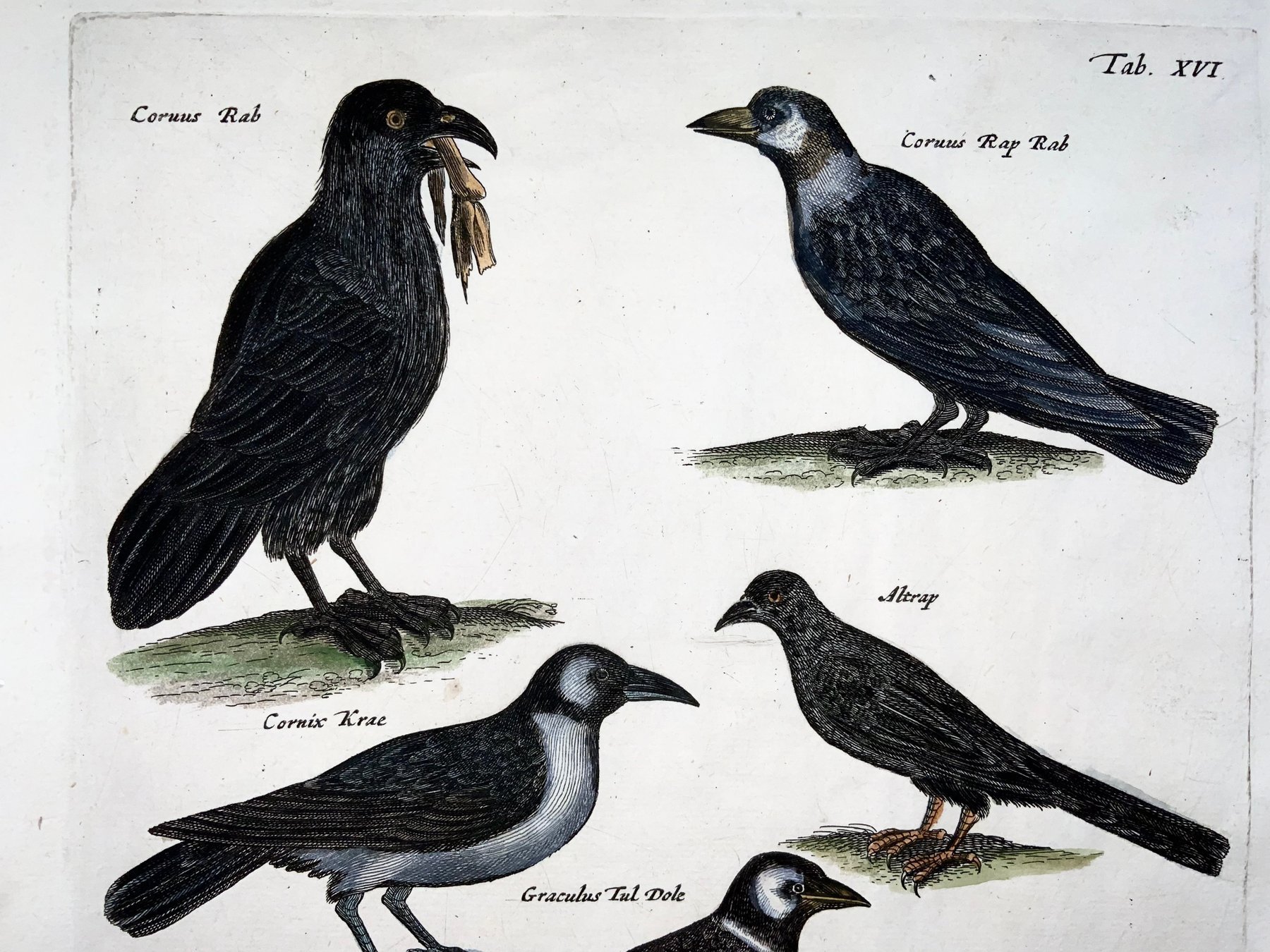 Matthäus Merian (1593–1650) — Hand Coloured Folio, Birds: Raven, Crows, Choughs — 1657