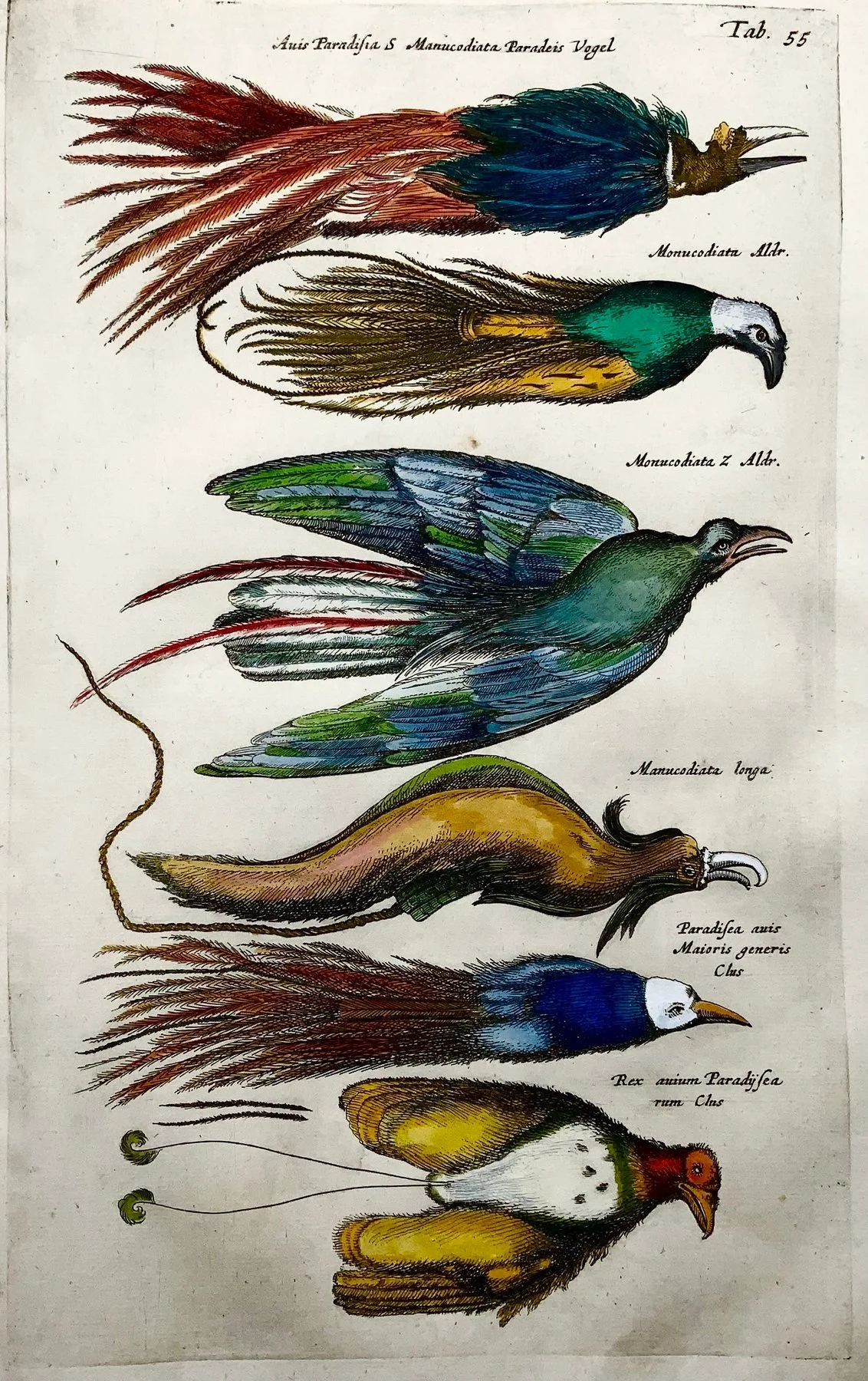 birds of paradise 4.jpg