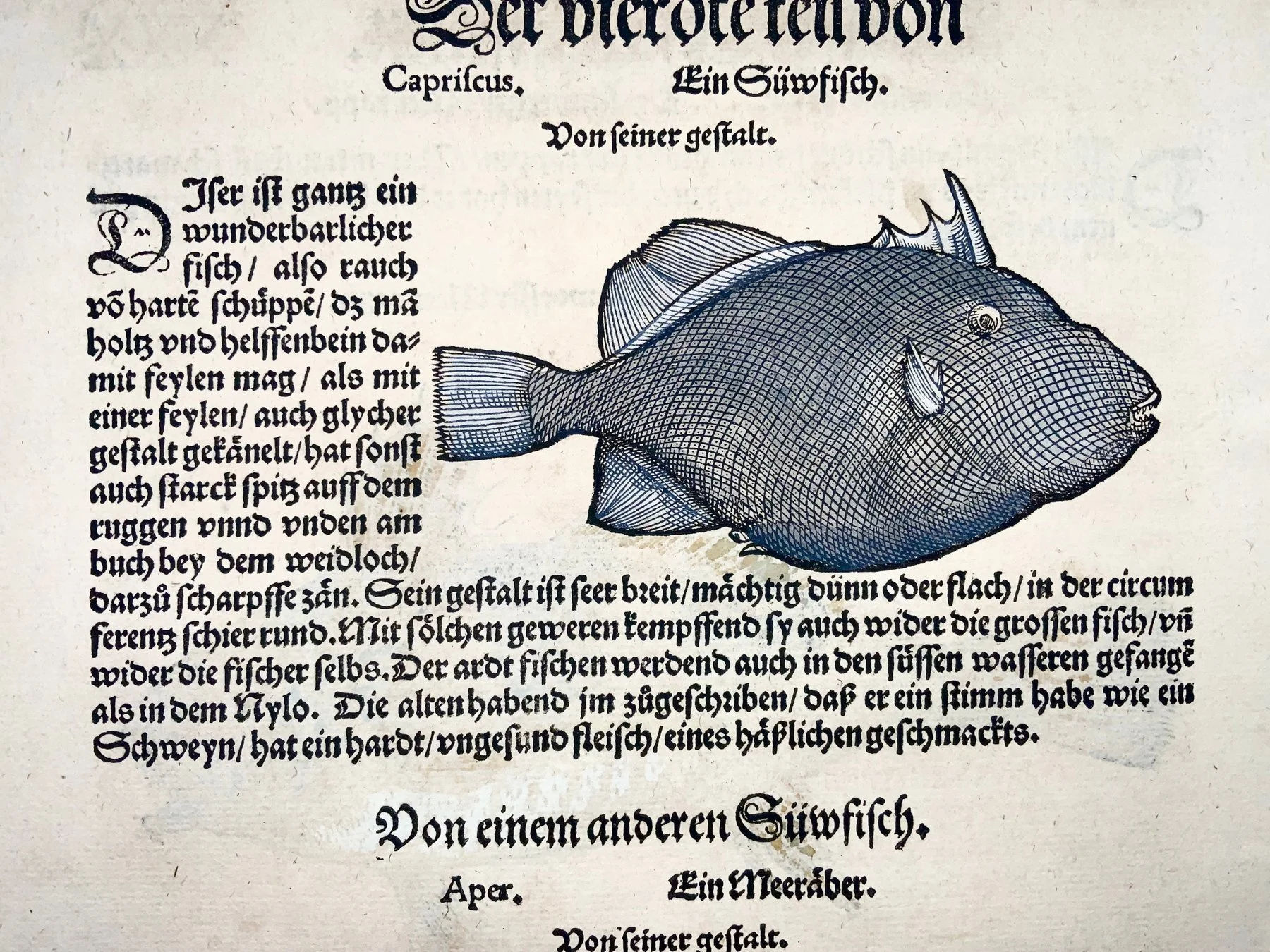 Bream 5.jpg
