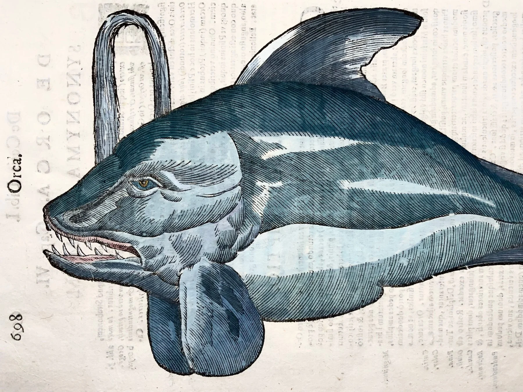 Coriolano (b.1540), Aldrovandi; Sea Monster, Whale, Orca - folio with hand coloured woodcut - 1638