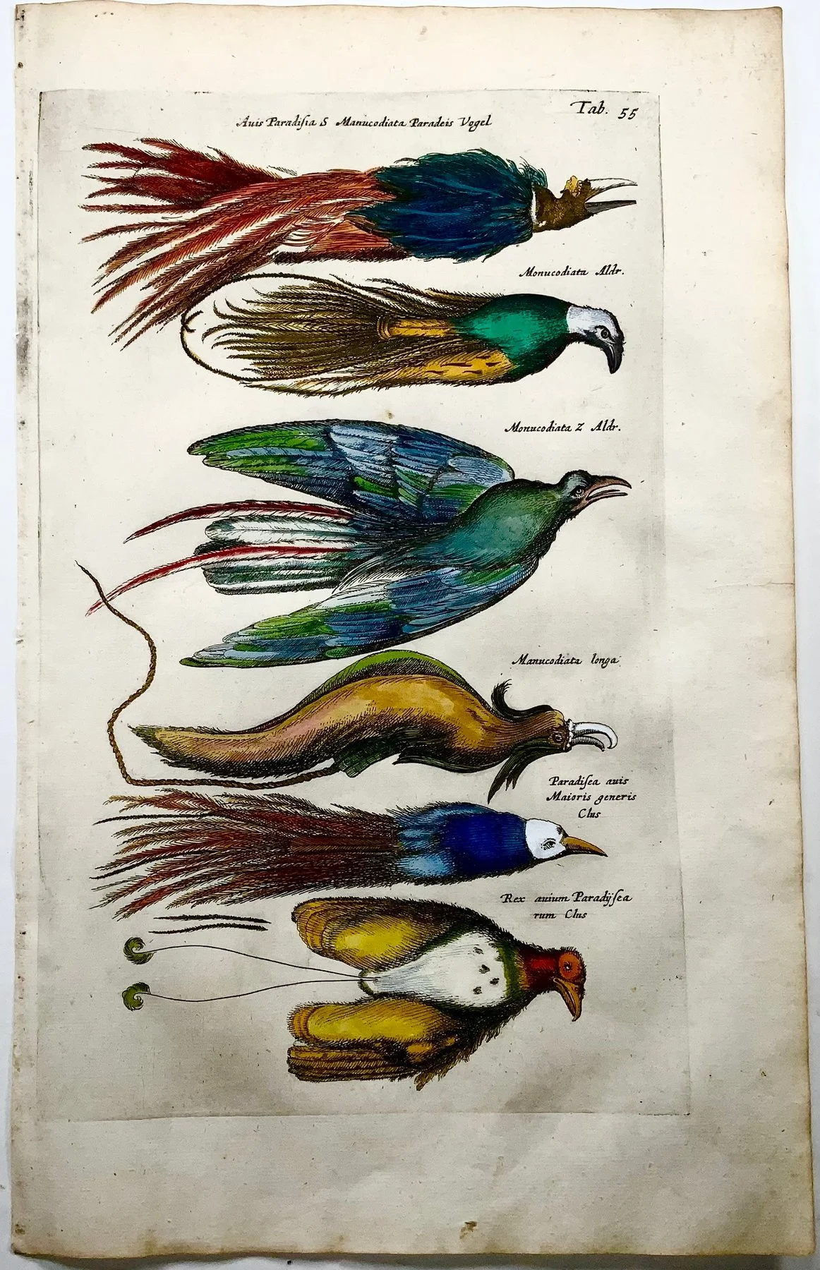 birds of paradise 5.jpg