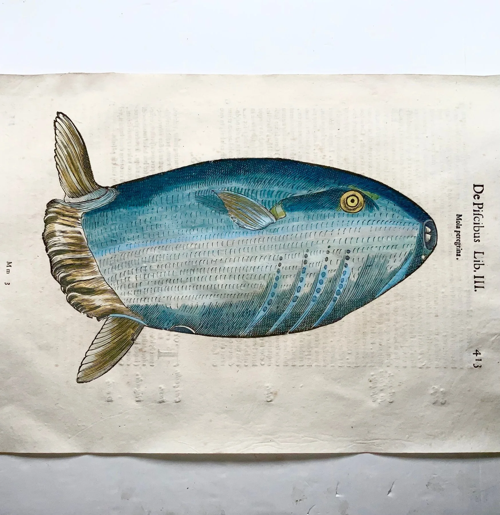 Coriolano (b.1540), Aldrovandi; Ocean Sunfish, Mola Peregrina — folio with hand coloured woodcut — 1638