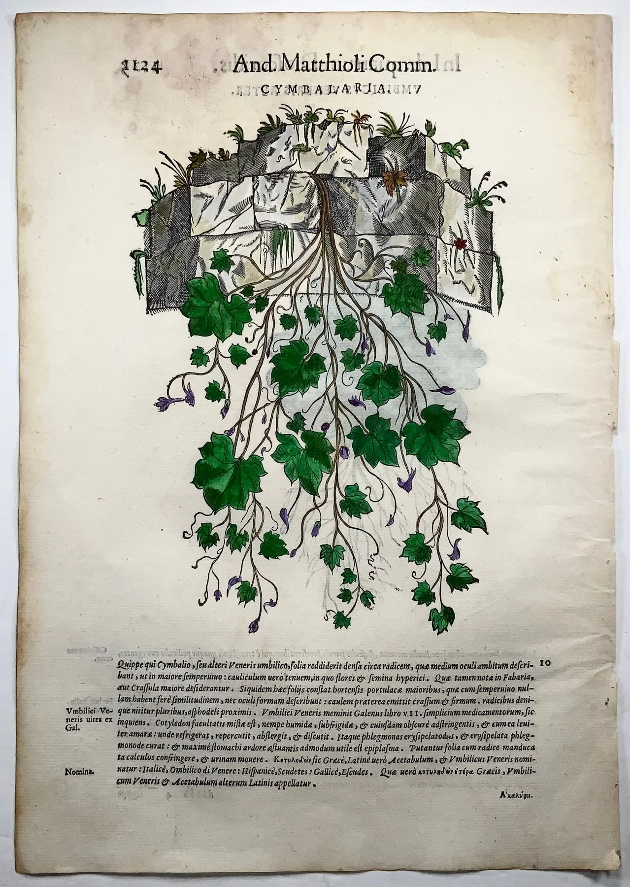Giorgio Liberale; W. Meyerpeck - Folio, 2 large woodcuts, Botany: Ivy [Cymbalaria], Pennywort - 1565
