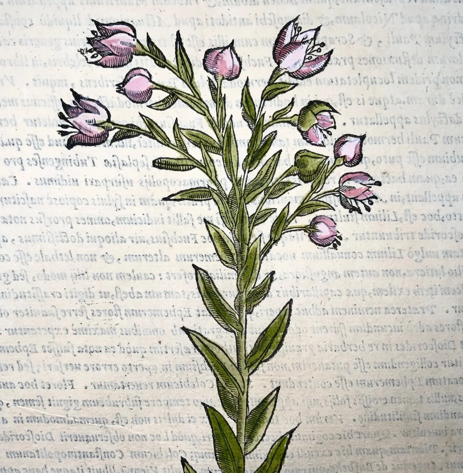 Giorgio Liberale; W. Meyerpeck - Folio, large woodcut, Botany: Loosestrife [Lysimachia ephemerum] - 1565