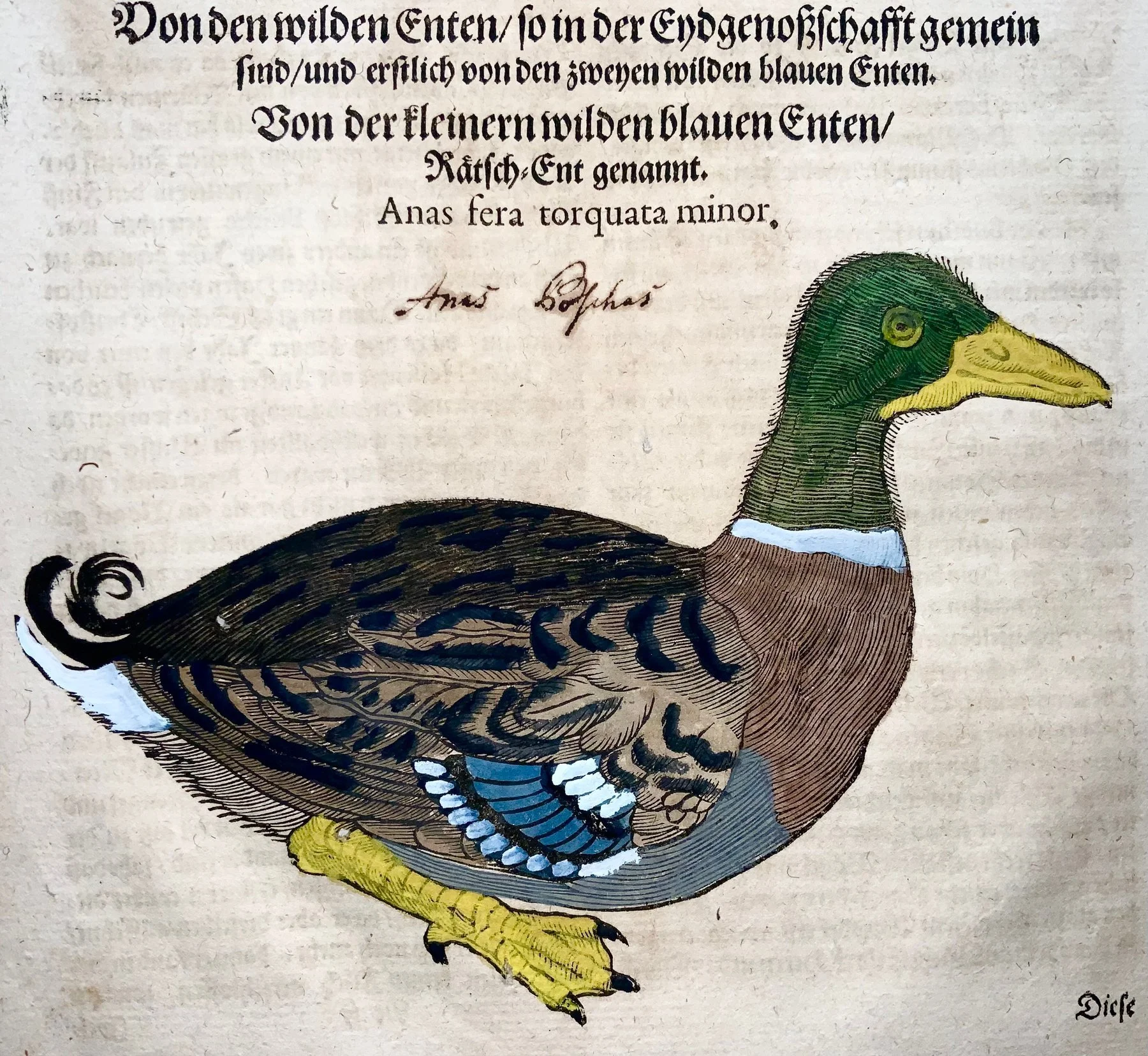 gesner duck.jpg