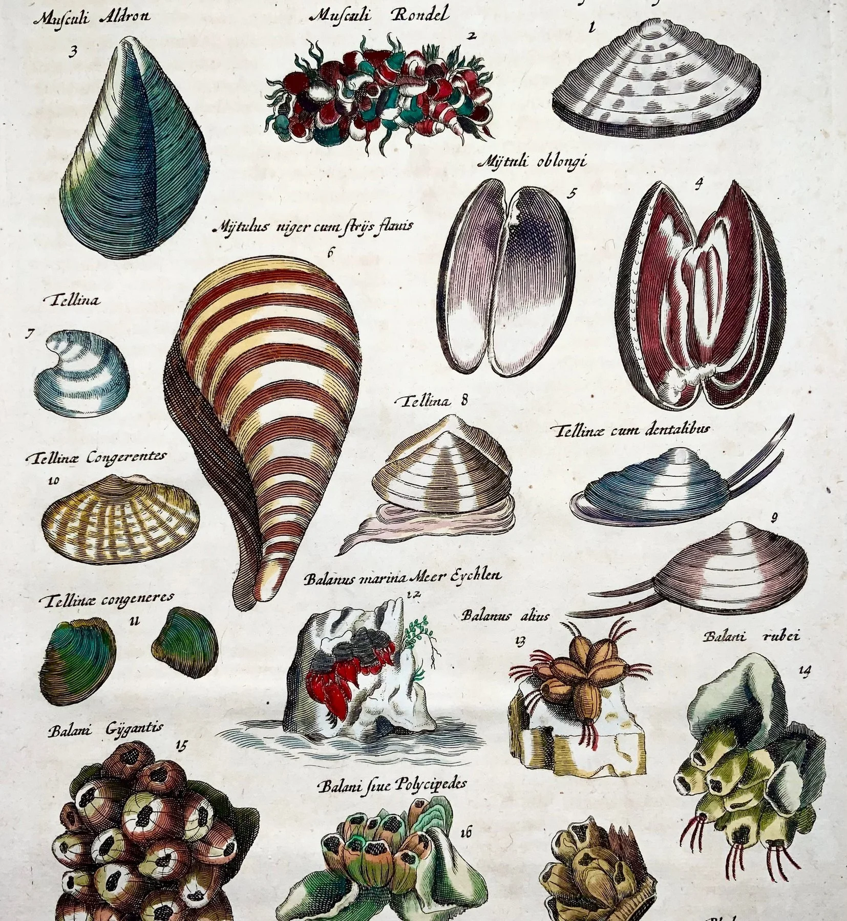 Matthäus Merian (b1593) Hand coloured folio, Marine Life: Pholas, Balani, Tellina, Musculus, Shells - 1657