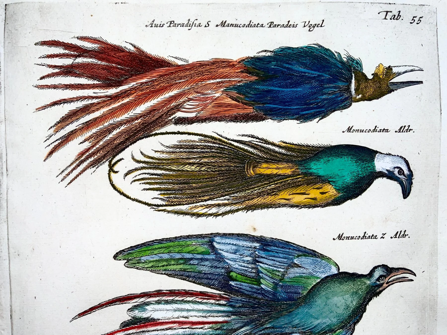 birds of paradise 2 .jpg