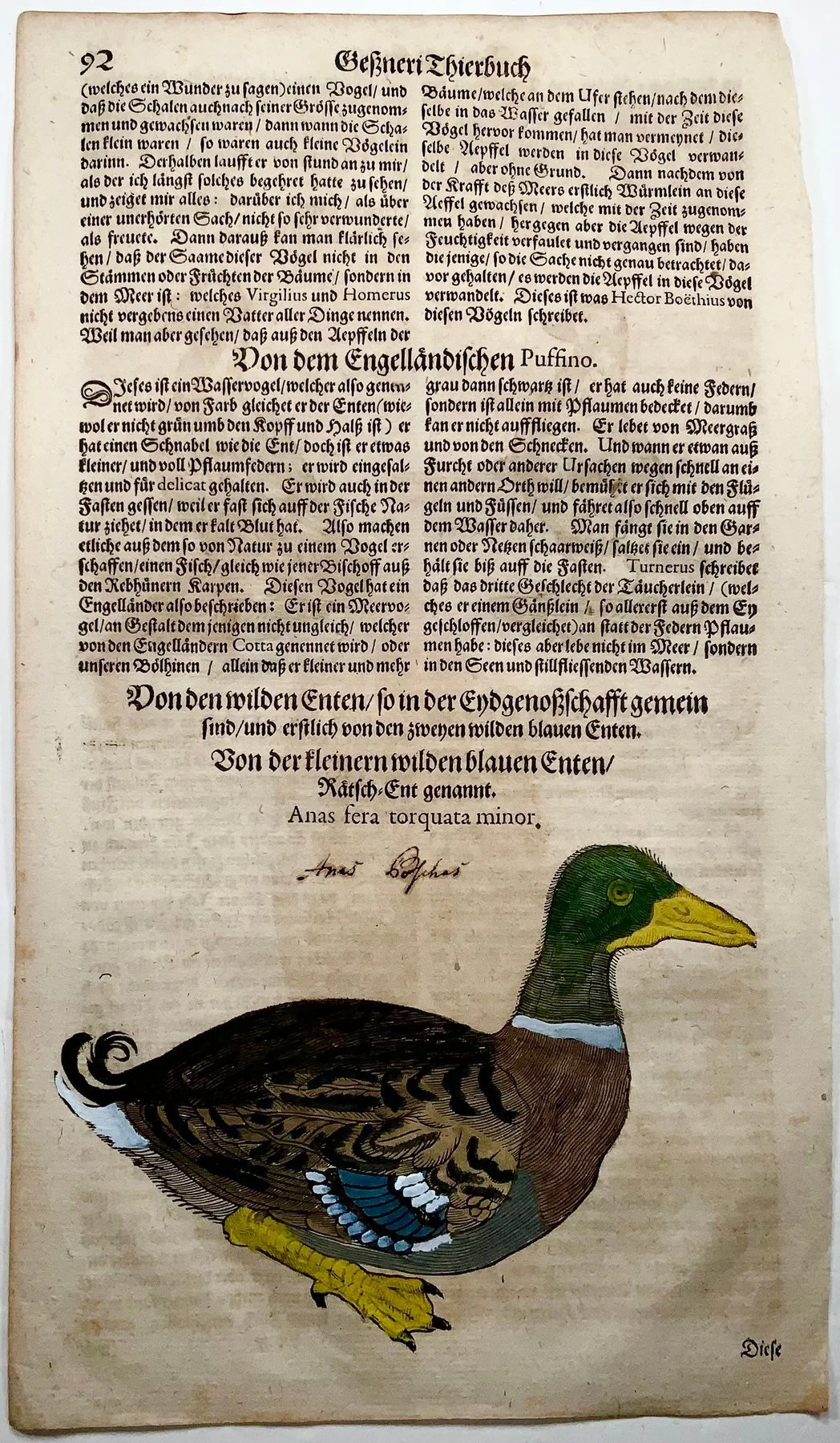 Gesner Duck 2.jpg