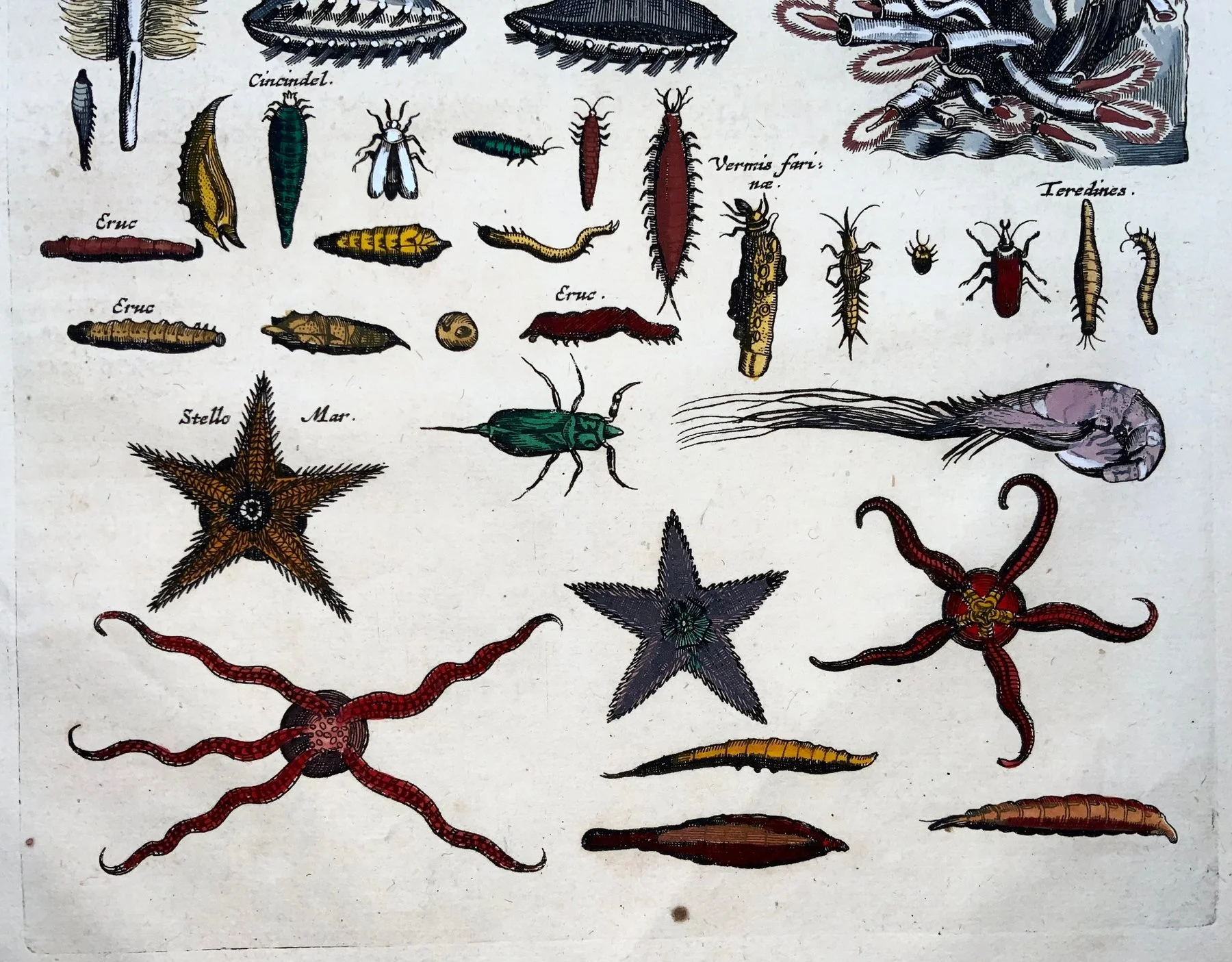 Matthäus Merian (b1593) Folio, Insects and Echinoderms, Tarantula, Sea Stars - 1657