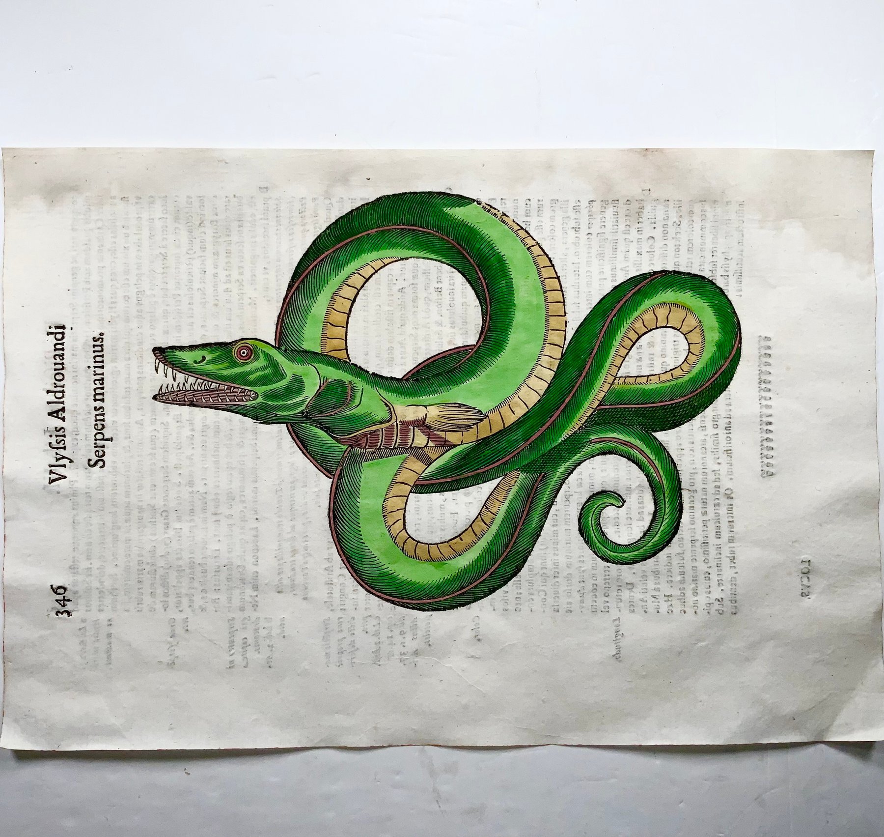 Coriolano (b.1540), Aldrovandi; Sea Serpent, Serpens Marinus — folio with hand coloured woodcut — 1638