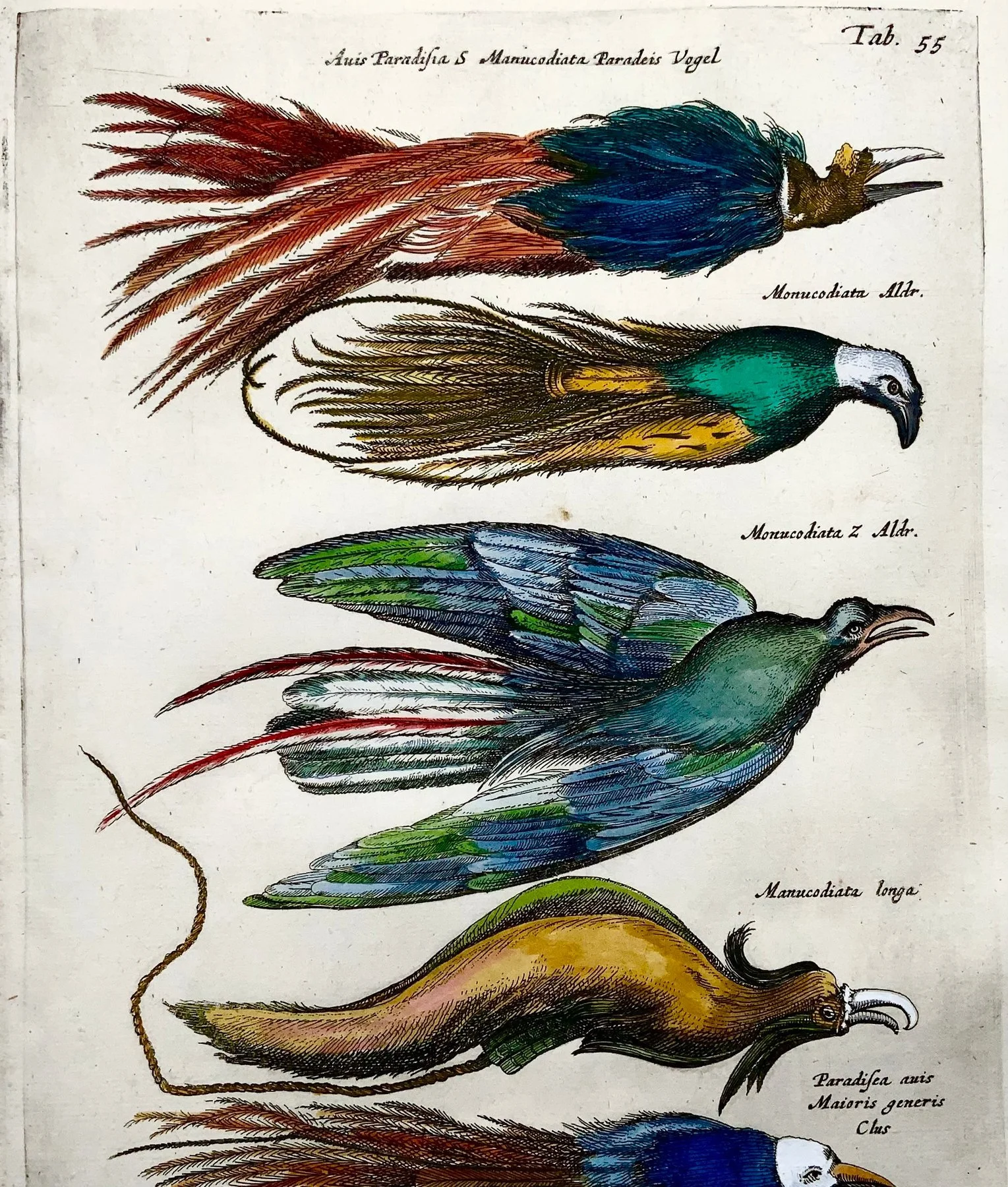 birds of paradise 1.jpg