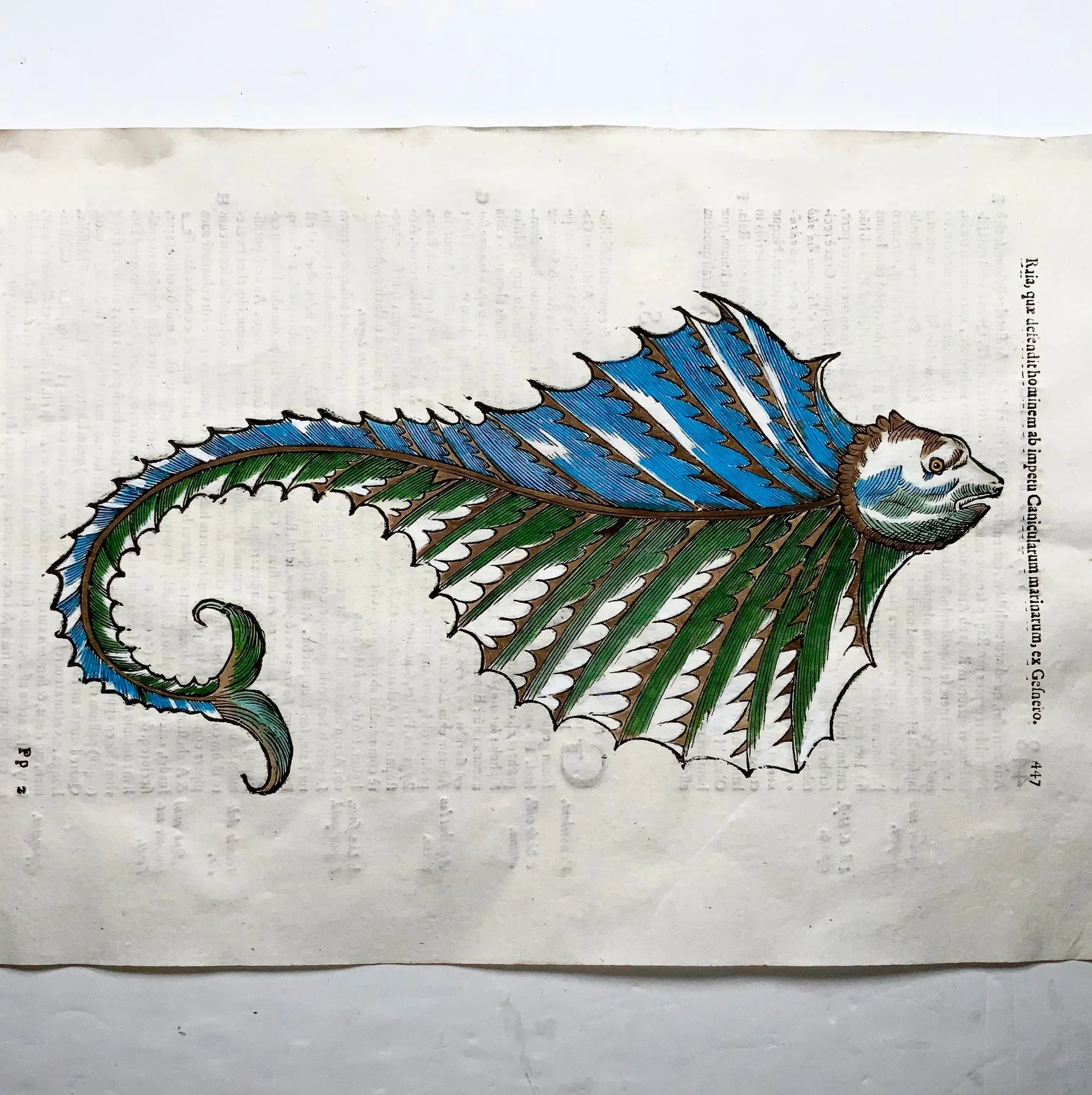 Coriolano (b.1540), Aldrovandi; Monster Ray, Stingray — folio with hand coloured woodcut — 1638
