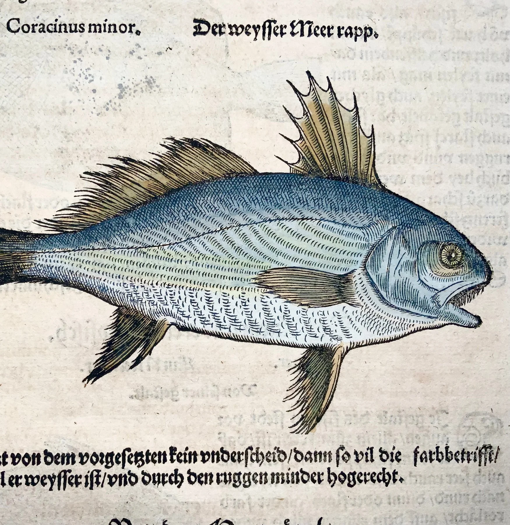 Conrad Gesner 1516-1565: Fishbuch: Bream, Triggerfish - Folio with 5 woodcuts - 1563