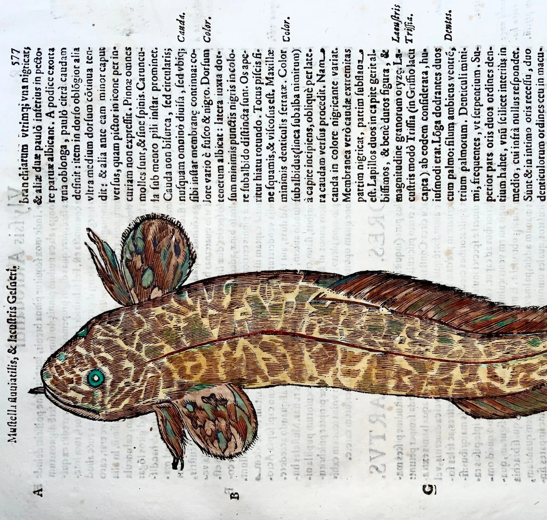lamprey 1.jpg