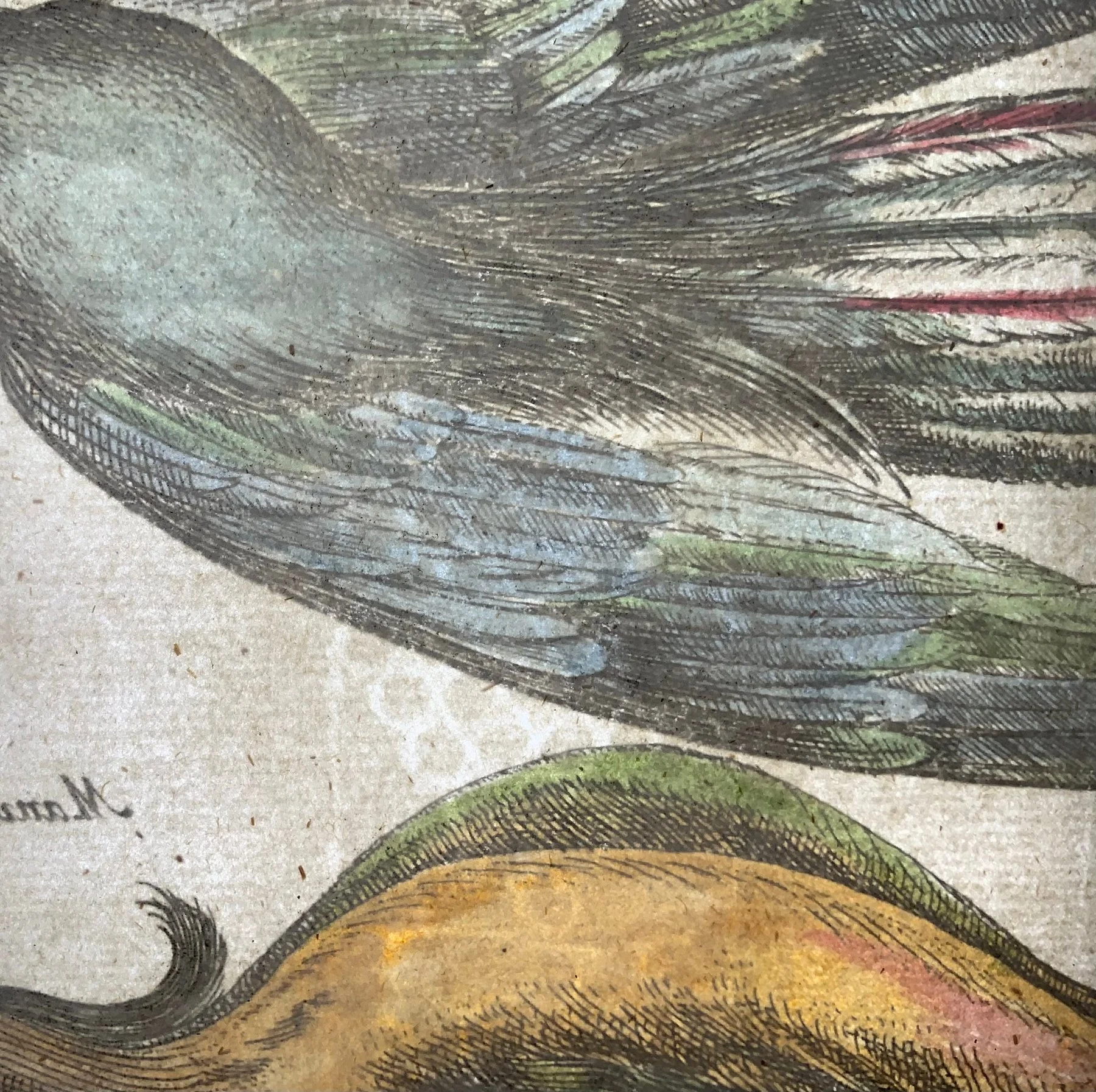 birds of paradise 6.jpg