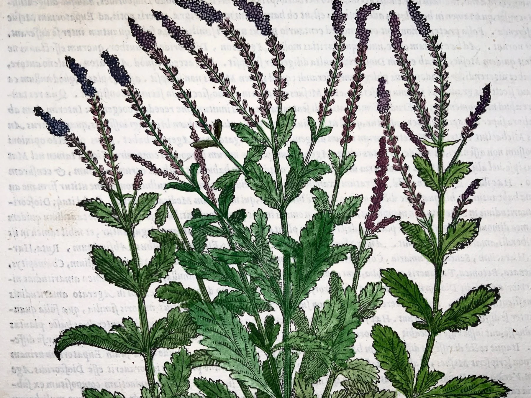 Giorgio Liberale; W. Meyerpeck - Folio, large woodcut, Botany: Verbenas - 1565