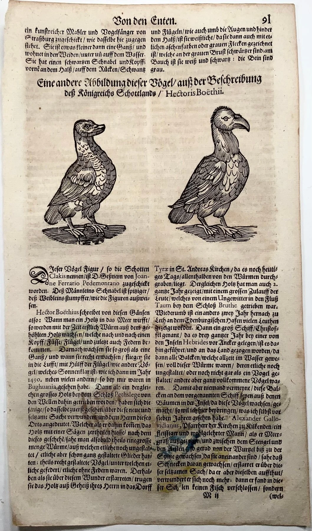 Gesner duck 3.jpg