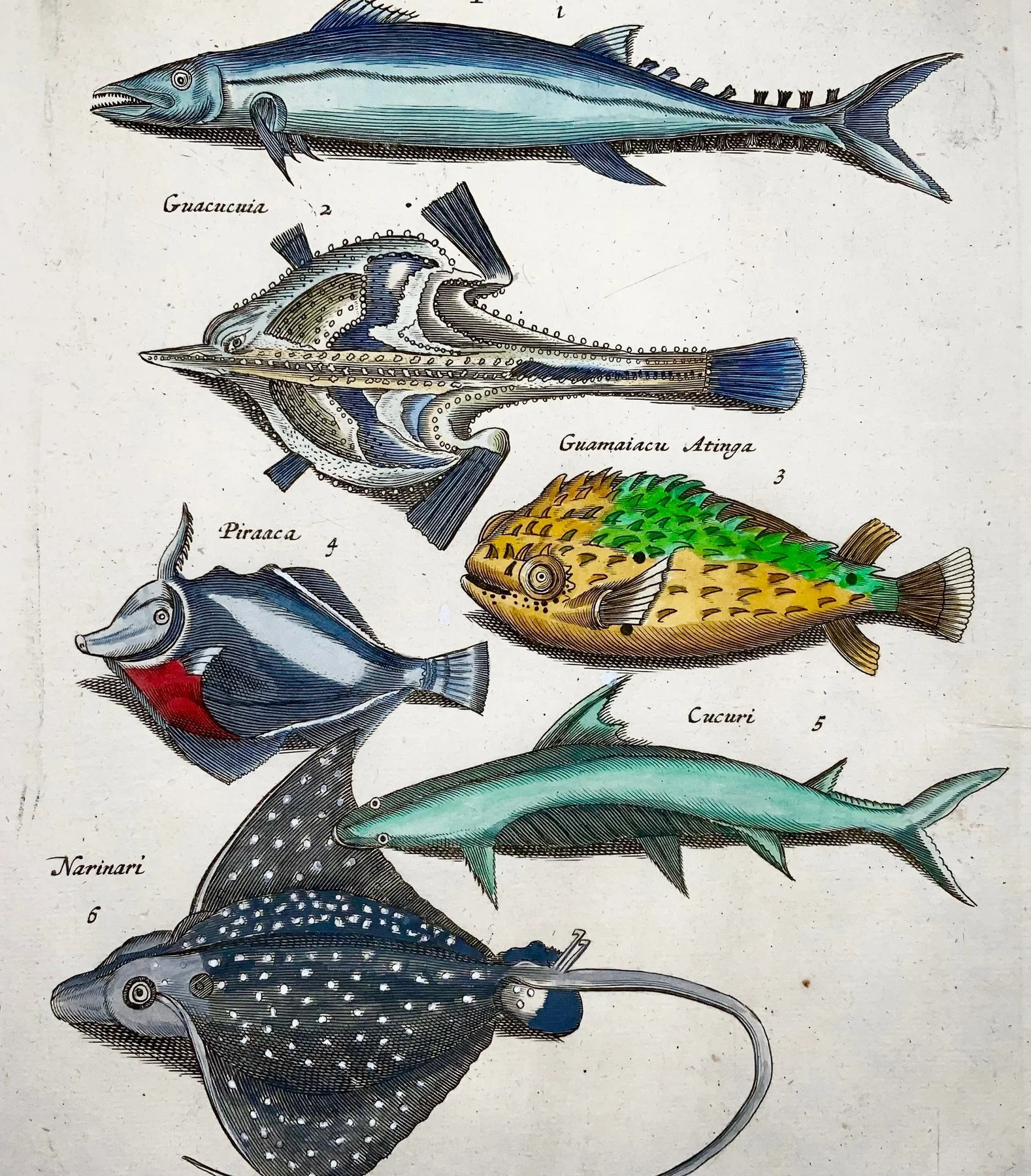 Matthäus Merian (1593-1650) - hand col. engraving - Bat Fish, Ray, Cucuri, Wahoo - 1657