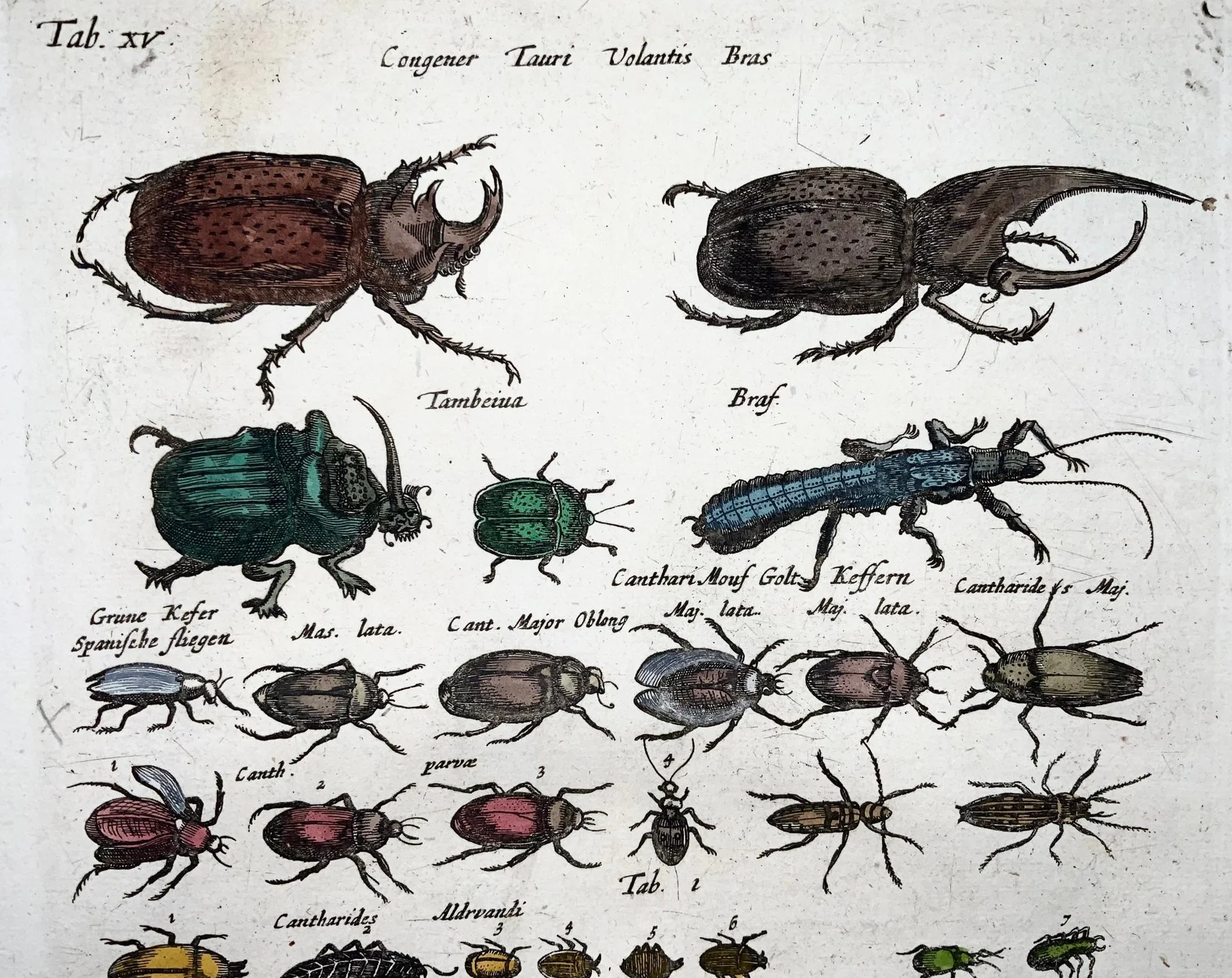 Matthäus Merian (1593-1650) - hand coloured engraving: Scarab Beetles, Bugs, Insects - 1657