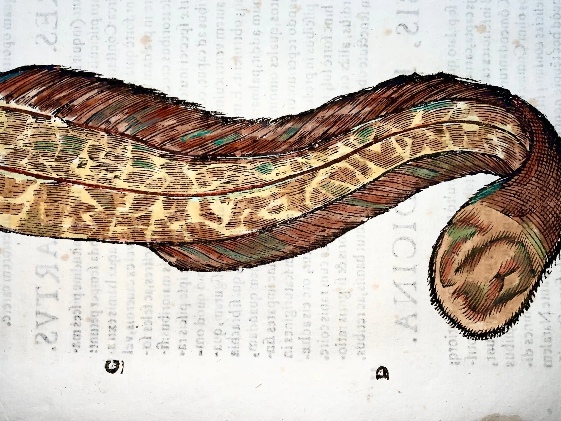 lamprey 3.jpg