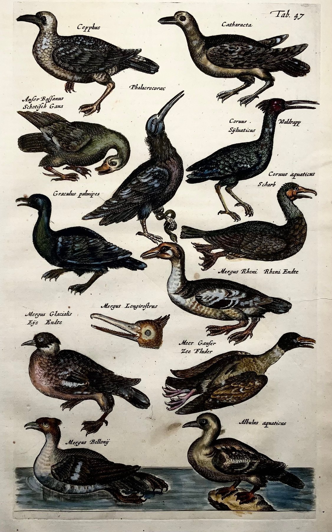 Matthäus Merian (1593-1650) - hand col. engraving birds: Waterbirds, Ducks, Geese - 1657