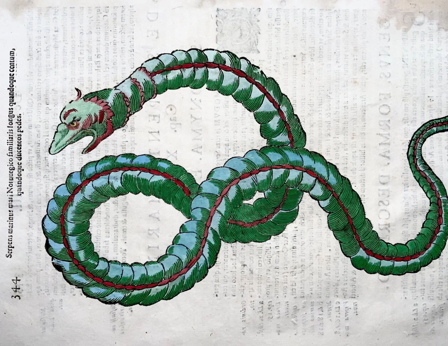 Coriolano (b.1540), Aldrovandi; Norwegian Sea Dragon / Serpent, Serpens Marinus — folio with hand coloured woodcut — 1638